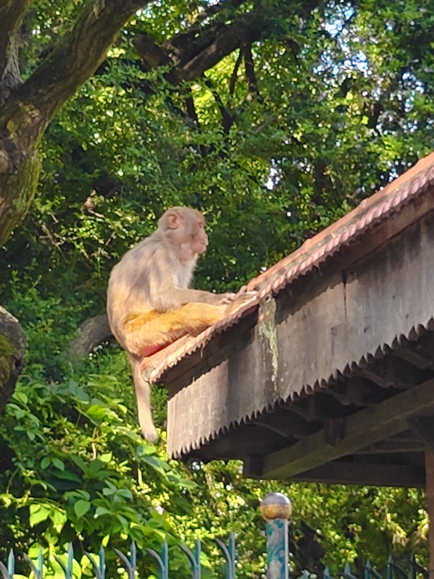 A light-brown monkey sits on the edge of a tiled roof in Kathmandu, Nepal. The monkey is facing right, with its body angled towards the left. Its tail hangs down over the edge of the roof. The roof is covered with reddish-brown tiles and has a decorative, serrated edge. The monkey is in front of a dense green foliage of trees and bushes. A portion of a tree trunk is visible on the left side of the image. The background is filled with lush green leaves, suggesting a natural or park-like setting. A decorative metal fence is partially visible at the bottom of the frame. The overall lighting suggests it is daytime, likely with sunlight filtering through the leaves.