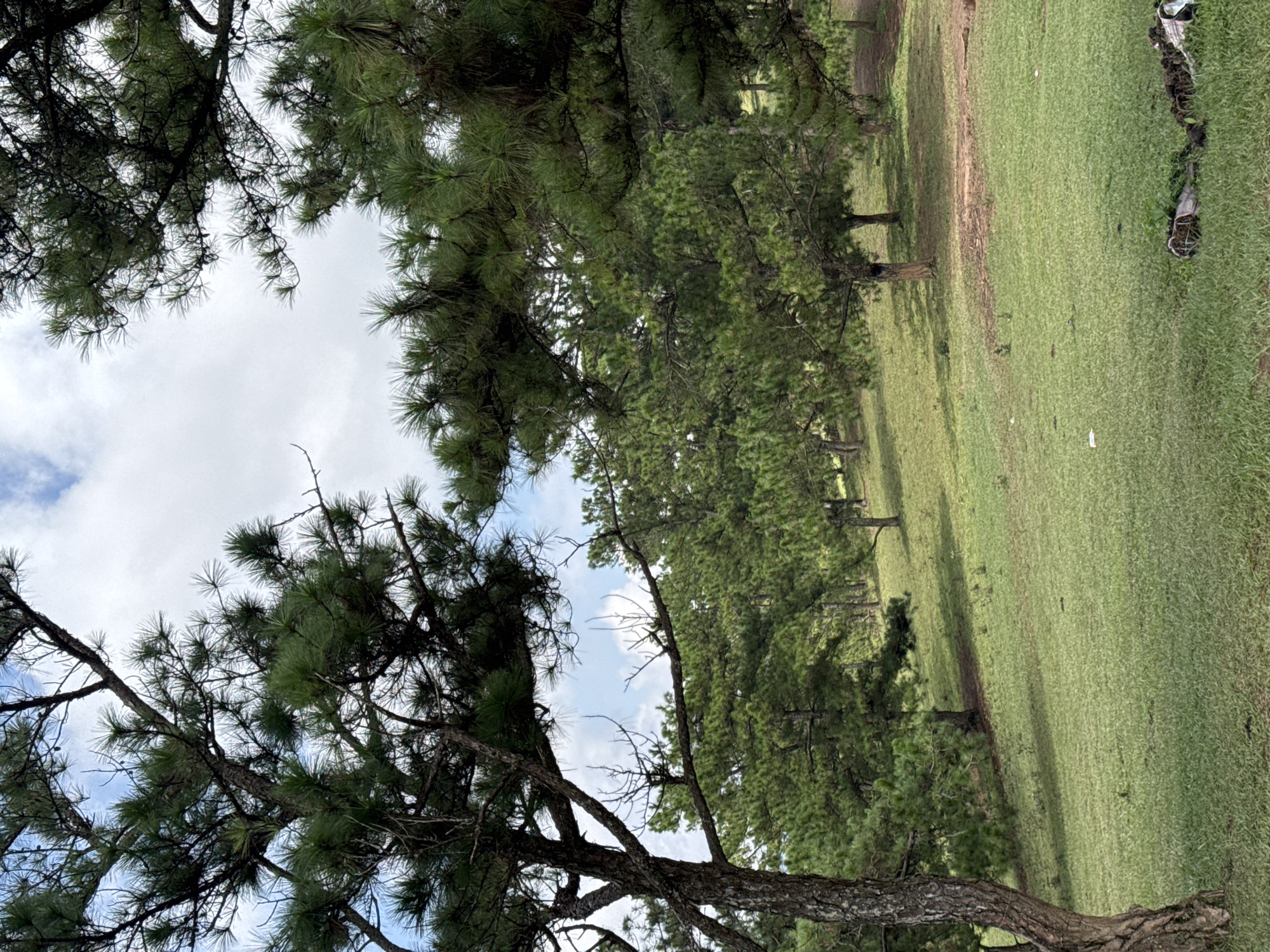 The image depicts a grassy field in Lạc Dương, Vietnam, bordered by pine trees. The sky is partially visible through the branches, showing patches of clouds. Debris is visible on the grassy field.