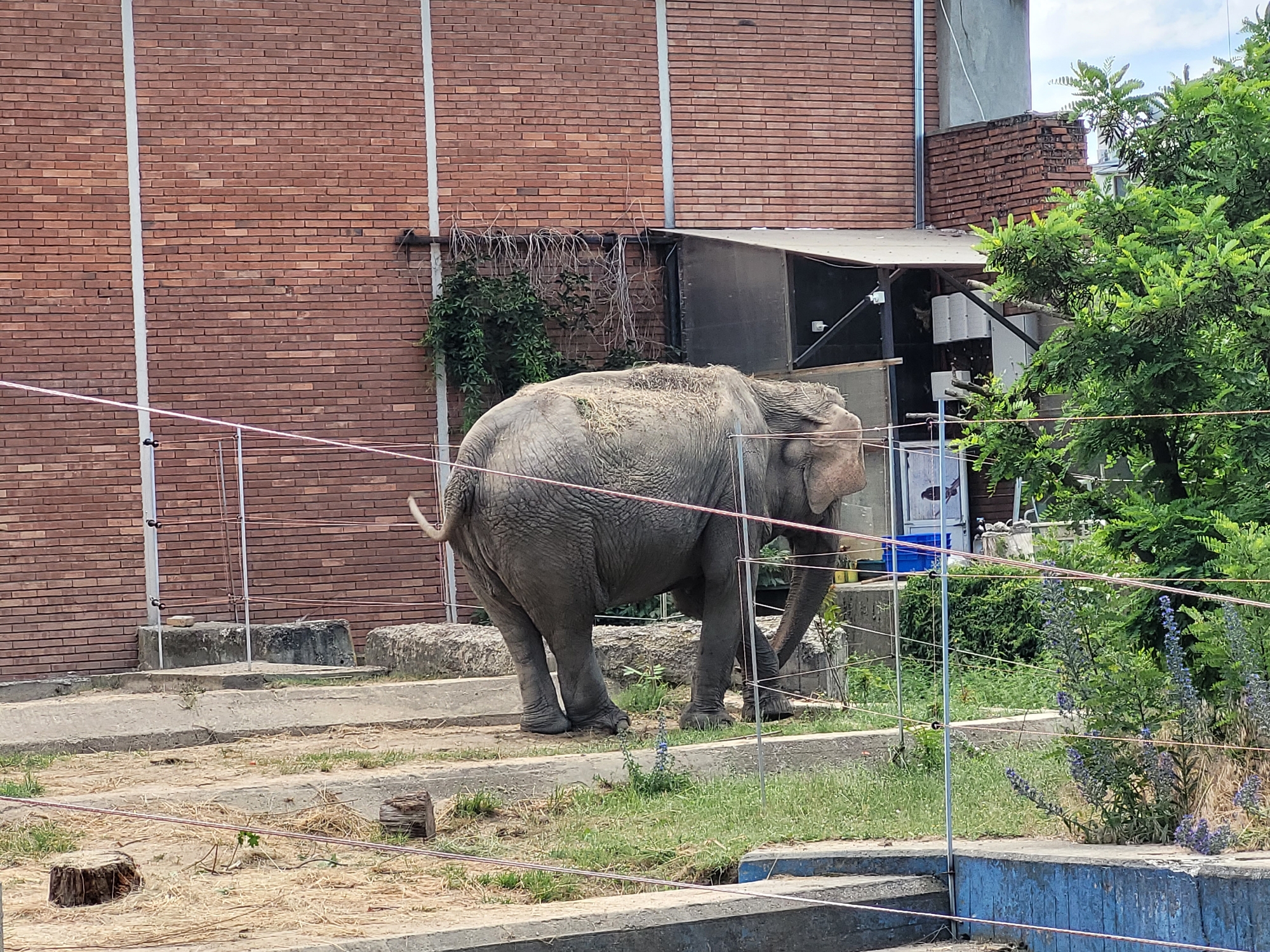An adult elephant is standing in an enclosure at the Sofia Zoo in Bulgaria. The elephant is gray and dusty, with its back to the viewer. It is facing towards the right side of the frame, with its trunk partially visible. The enclosure appears to be made of concrete and dirt, with some scattered hay. In the background, there is a red brick building and some trees. A fence runs across the foreground of the image.