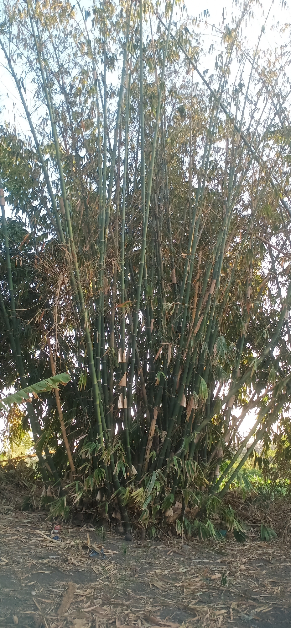 A cluster of tall, green bamboo stalks dominates the center of the image, reaching towards a clear, pale blue sky. The bamboo is dense, with numerous culms of varying thicknesses, some appearing younger and greener, while others are a lighter, more yellow-green hue. Numerous thin, elongated leaves, many of which are dry and brown, extend from the stalks, creating a textured canopy. The lower portion of the bamboo is obscured by dense foliage and fallen leaves. The ground in the foreground is covered with dry bamboo leaves, twigs, and some scattered debris including a blue plastic bag and a red object. The scene appears to be outdoors, possibly in a rural or semi-rural setting, consistent with the description of Bulujaran Lor, Indonesia.