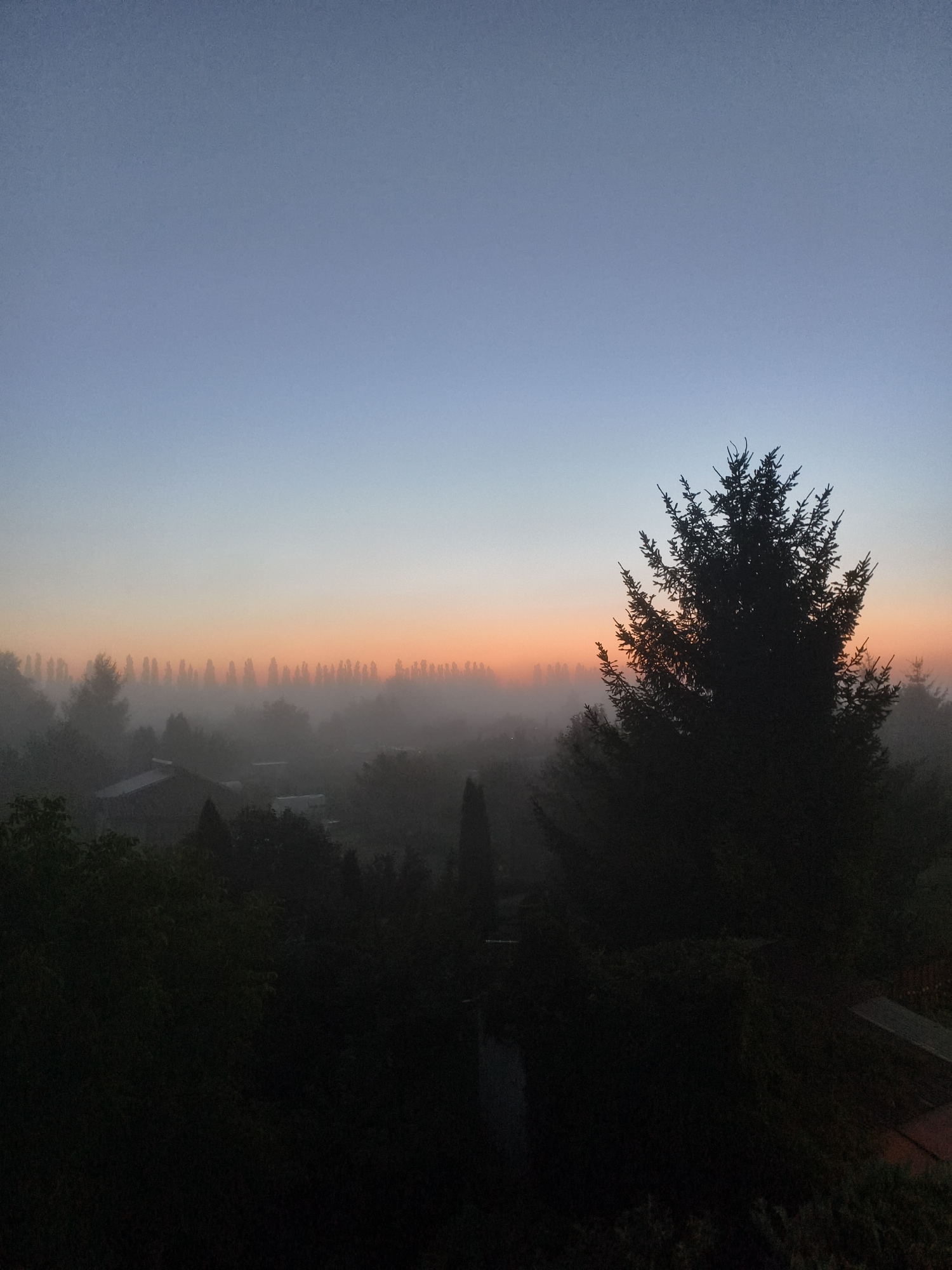 This is a vertical, low-angle, silhouette shot of a landscape at dawn, taken from a high vantage point, possibly a balcony or upper floor window. The foreground is dominated by the dark silhouette of a tall coniferous tree on the right side of the frame. The background features a thick layer of mist or fog that blankets a residential area. The mist obscures most of the structures, with only the tops of some buildings and houses, appearing as faint outlines. A line of evenly spaced, tall, slender trees is visible in the middle ground, emerging from the fog, resembling a hedge or a planted avenue. Above the fog and the distant trees, the sky transitions from a pale blue at the top to a soft orange and pink hue near the horizon, indicative of sunrise. The scene is serene and quiet, with no people or animals visible. The overall impression is one of a tranquil, misty morning in a suburban or semi-rural setting. While the specific location in Tczew, Poland cannot be definitively determined from the visual information alone, the image depicts a scene common to many residential areas in Poland during early morning hours, especially in the spring or autumn when fog is prevalent.