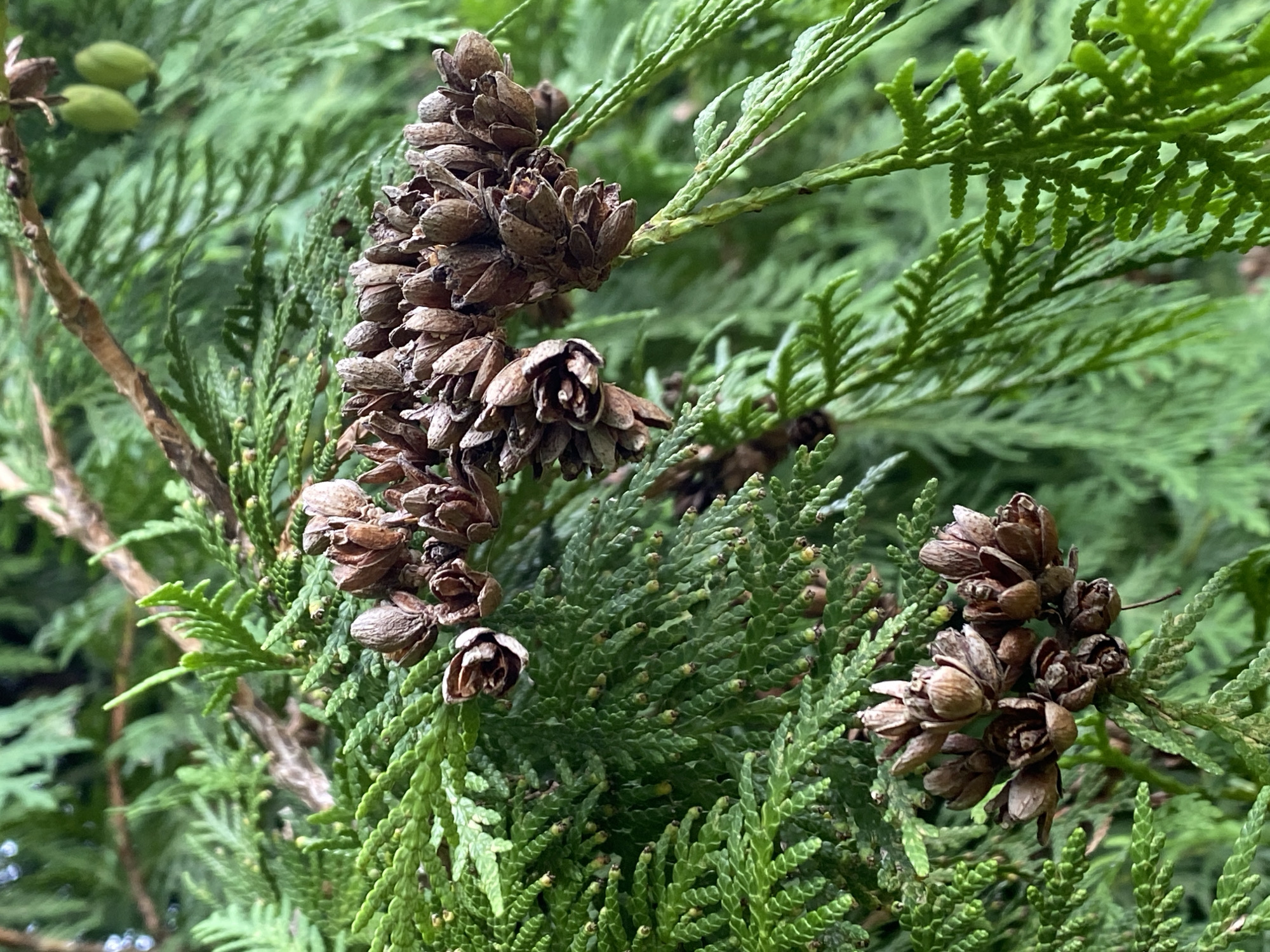 This is a close-up, eye-level, outdoor shot of a coniferous tree, likely a cedar or cypress, in Purkersdorf, Austria. The focus is on the foliage and seed cones of the tree. The needles are a vibrant green, appearing scale-like and flattened in sections. Several clusters of brown, woody seed cones are visible, some appearing dried and open, revealing their layered structure. In the upper right quadrant, two small, oval, bright green cones are hanging from a branch, suggesting different stages of development. The background is a blur of more green foliage and some brown branches, indicating a natural setting within the city. There are no people or animals present. The lighting is soft, suggesting an overcast day or shade.