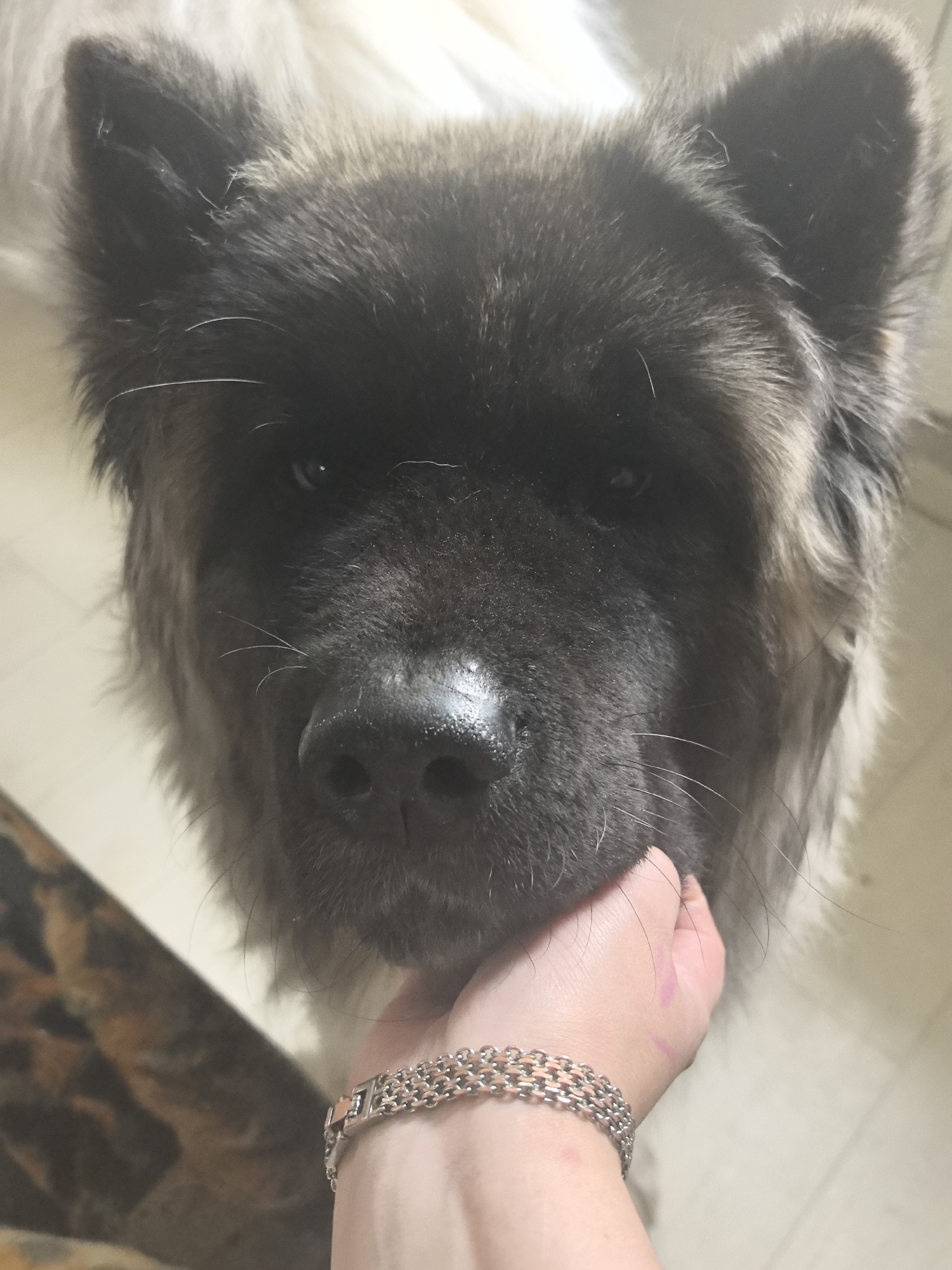 An extreme close-up, eye-level shot shows a person's hand gently touching the muzzle of a fluffy dog, likely an Akita, indoors. The dog's dark fur contrasts with the person's fair skin and silver chain-link bracelet. The background is blurred, featuring a patterned surface on the left and a neutral, light-colored wall or floor on the right. There is no indication of the specific location within the city of Khabarovsk, Russia.