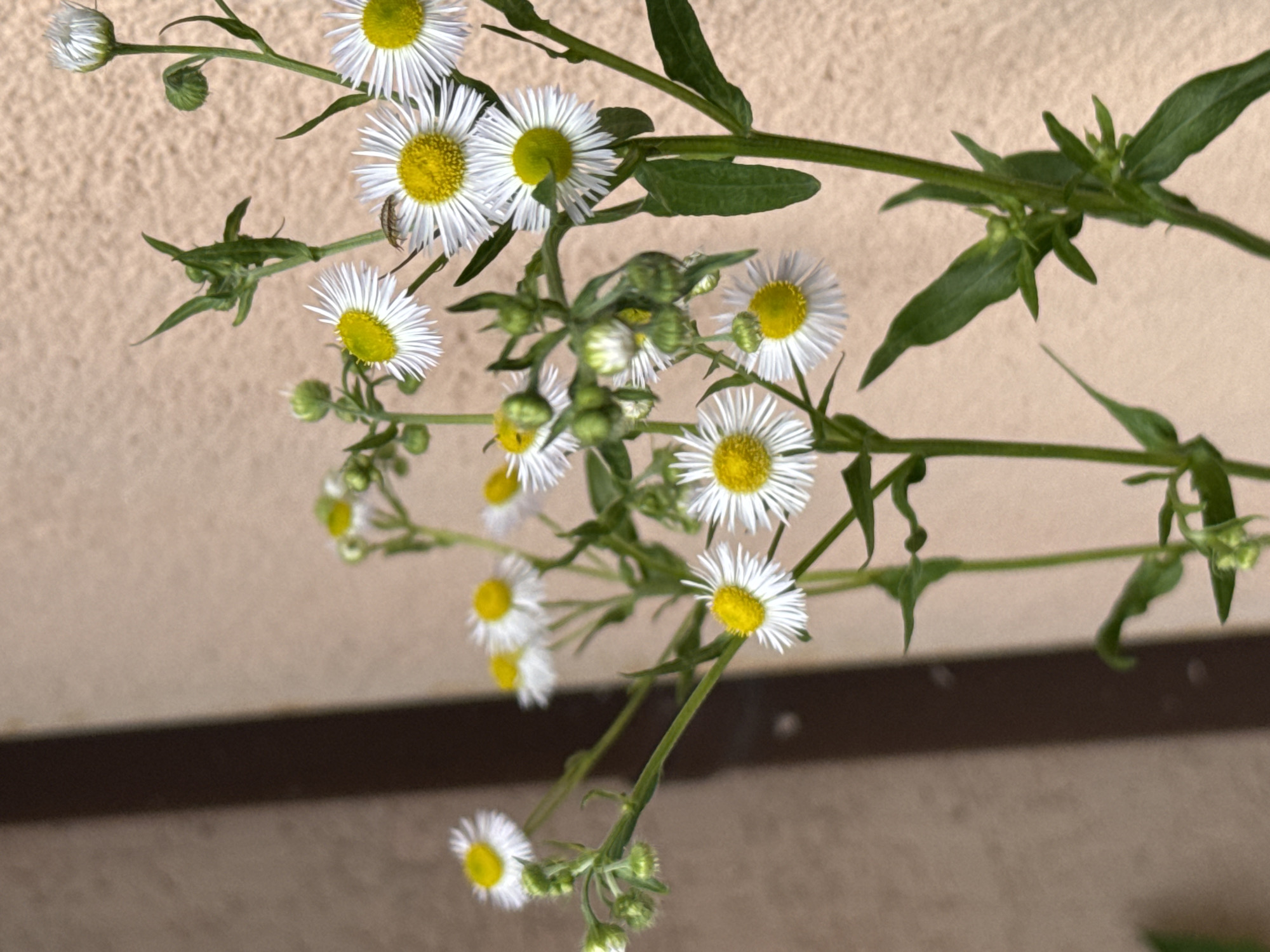 This media file showcases a close-up, downward-angled shot of a cluster of small white wildflowers with yellow centers, likely daisies or a similar composite flower. The flowers are on thin green stems, some of which are adorned with small green buds and leaves. The background is a textured, light-colored surface, possibly a wall or stucco, with a darker horizontal band across the lower portion of the frame. The lighting appears to be natural, suggesting an outdoor or well-lit indoor setting, possibly during the daytime. The image has a shallow depth of field, with the foreground flowers in sharp focus and the background progressively blurred. One of the flowers in the upper right quadrant has a small insect on its petals. There are no people, text, or other discernible objects or activities in the frame. The overall mood is natural and serene, focusing on the delicate beauty of the flora.