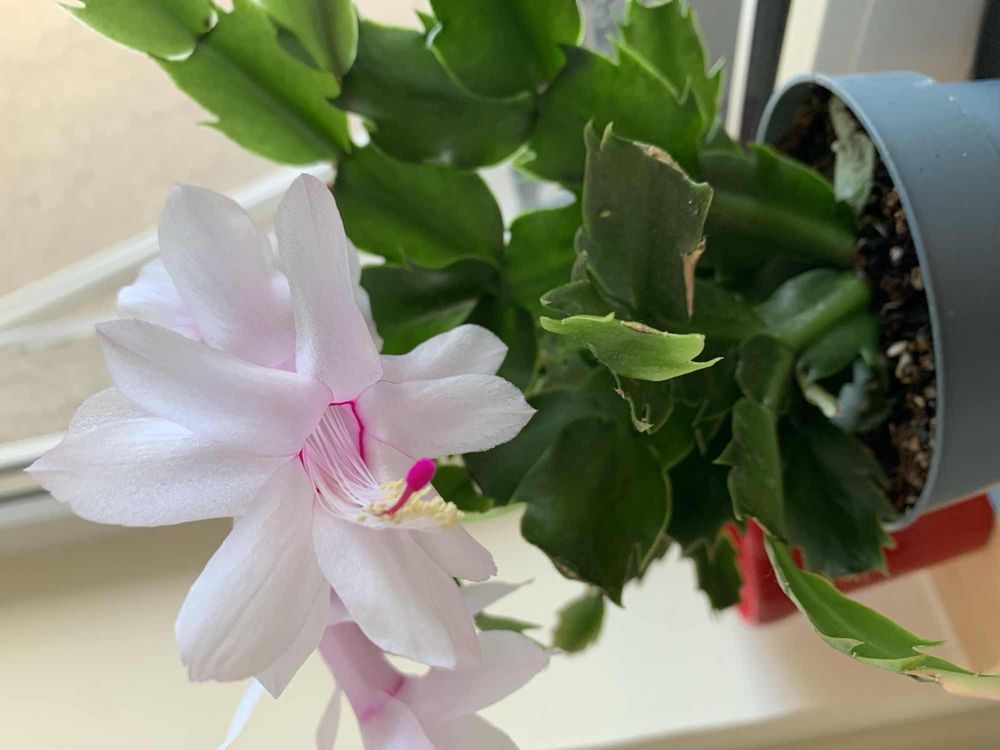 The image features a close-up, slightly overhead view of a Christmas cactus (Schlumbergera) in bloom. The plant is potted in a gray container filled with dark soil and sits on a light-colored surface, likely a windowsill. The plant exhibits several green, flattened stem segments (cladodes) characteristic of the cactus, with one large, white to light pink flower prominently displayed in the foreground. The flower has multiple petals and prominent pink stamens with yellow pollen. The image appears to be taken indoors, with natural light illuminating the scene. There is no information in the image to suggest the location is in the city of Sofia, Bulgaria.