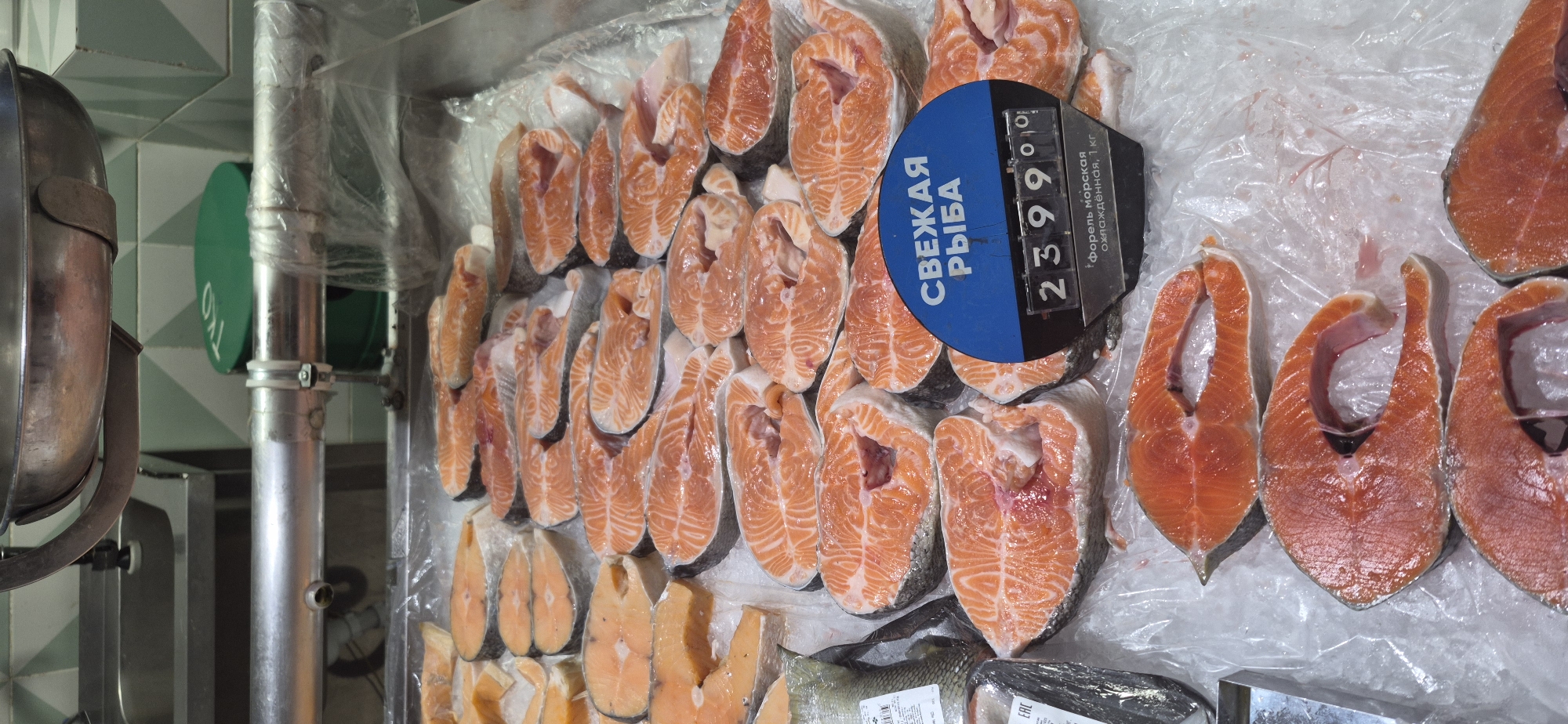 The image shows a close-up, overhead view of fresh salmon steaks displayed on a white plastic sheet, likely in a fish market or grocery store. The salmon is cut into thick, circular steaks, revealing the vibrant orange flesh and white fat marbling. Some steaks are whole, while others are cut in half. The arrangement is neat, with the steaks overlapping slightly.
In the upper right quadrant of the image, a blue and black price tag is visible. The blue portion of the tag has white Cyrillic text that reads "СВЕЖАЯ РЫБА" (Fresh Fish). The black portion displays a price of "2399" with small dots, possibly indicating a per-kilogram price. Below the price, there is more Cyrillic text, partially obscured, which appears to describe the type of fish and its condition: "Форель морская охлажденная, 1 кг" (Sea Trout chilled, 1 kg).
To the left of the fish display, metal pipes and part of a stainless steel scale or weighing machine are visible, suggesting a commercial setting. The background includes a tiled wall with a geometric green and white pattern and another green circular object, possibly a sign or decoration. The lighting is bright and appears to be artificial, typical of an indoor commercial environment. The overall impression is of a well-stocked and organized display of fresh seafood. The location context of Saint Petersburg, Russia, aligns with the Cyrillic text on the price tag.
