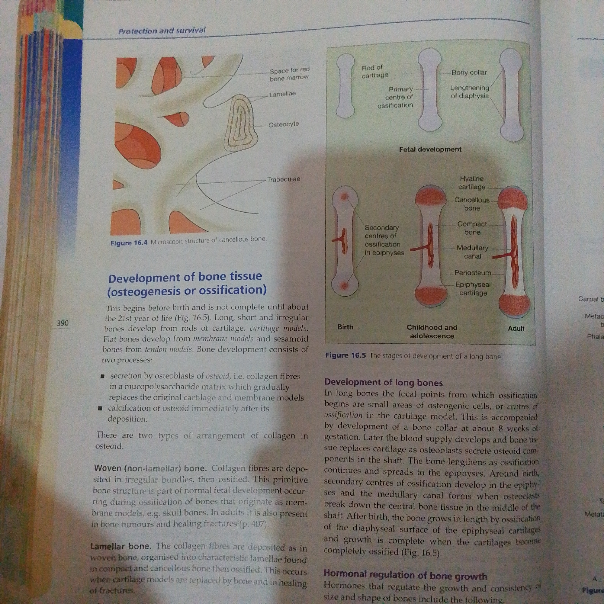The image is a page from a textbook or educational material discussing the development of bone tissue. It features several diagrams and text.
The diagrams illustrate:
* The microscopic structure of cancellous bone, showing lamellae, osteocytes, trabeculae, and spaces for red bone marrow.
* Fetal development of long bones, depicting stages from a rod of cartilage to a long bone in adulthood. Key elements labeled include the bony collar, lengthening of the diaphysis, hyaline cartilage, cancellous bone, compact bone, medullary canal, periosteum, and epiphyseal cartilage. The stages shown are "Birth," "Childhood and adolescence," and "Adult."
The text describes:
* The development of bone tissue (osteogenesis or ossification), stating it begins before birth and continues until about the 21st year of life. It differentiates between long, short, and irregular bones developing from cartilage models and flat bones from membrane models.
* The two processes of bone development are described: secretion of osteoid by osteoblasts and calcification of osteoid.
* Two types of collagen arrangement in osteoid are mentioned: Woven (non-lamellar) bone and Lamellar bone.
* The development of long bones is detailed, including the initial focal points of ossification, the formation of the bony collar, lengthening of the bone, and the development of secondary ossification centers in the epiphyses.
* A section on Hormonal regulation of bone growth is introduced.
There is no information within the image to suggest any connection to Jalingo, Nigeria, or any real-world scene. The content is purely biological and educational.