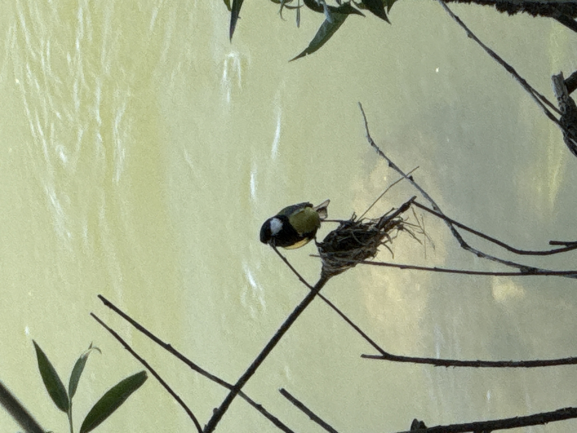 The image depicts a small bird, likely a Great Tit (Parus major), perched on a slender, dark branch next to its nest. The bird is characterized by a black head with prominent white cheek patches and a yellowish-olive body. It appears to be tending to or guarding the cup-shaped nest, which is constructed from twigs and other natural materials.
The nest is positioned amidst a network of bare, dark branches that extend across the frame, with a few dark green leaves visible in the upper and lower left corners. These branches and leaves provide a natural, arboreal setting for the bird and its nest.
The background is highly blurred and uniformly light yellowish-green, with subtle vertical streaks of brighter white or yellow. This soft, out-of-focus backdrop suggests either a body of water reflecting light or a distant, brightly lit area of foliage. The lighting is bright and diffuse, indicating daylight, possibly under an overcast sky or with indirect sunlight. The bird's posture conveys a sense of focused attention towards its nest. There is no visible text in the image. The scene captures a tranquil moment in nature, consistent with the wildlife found in and around the City of Zagreb, Croatia.