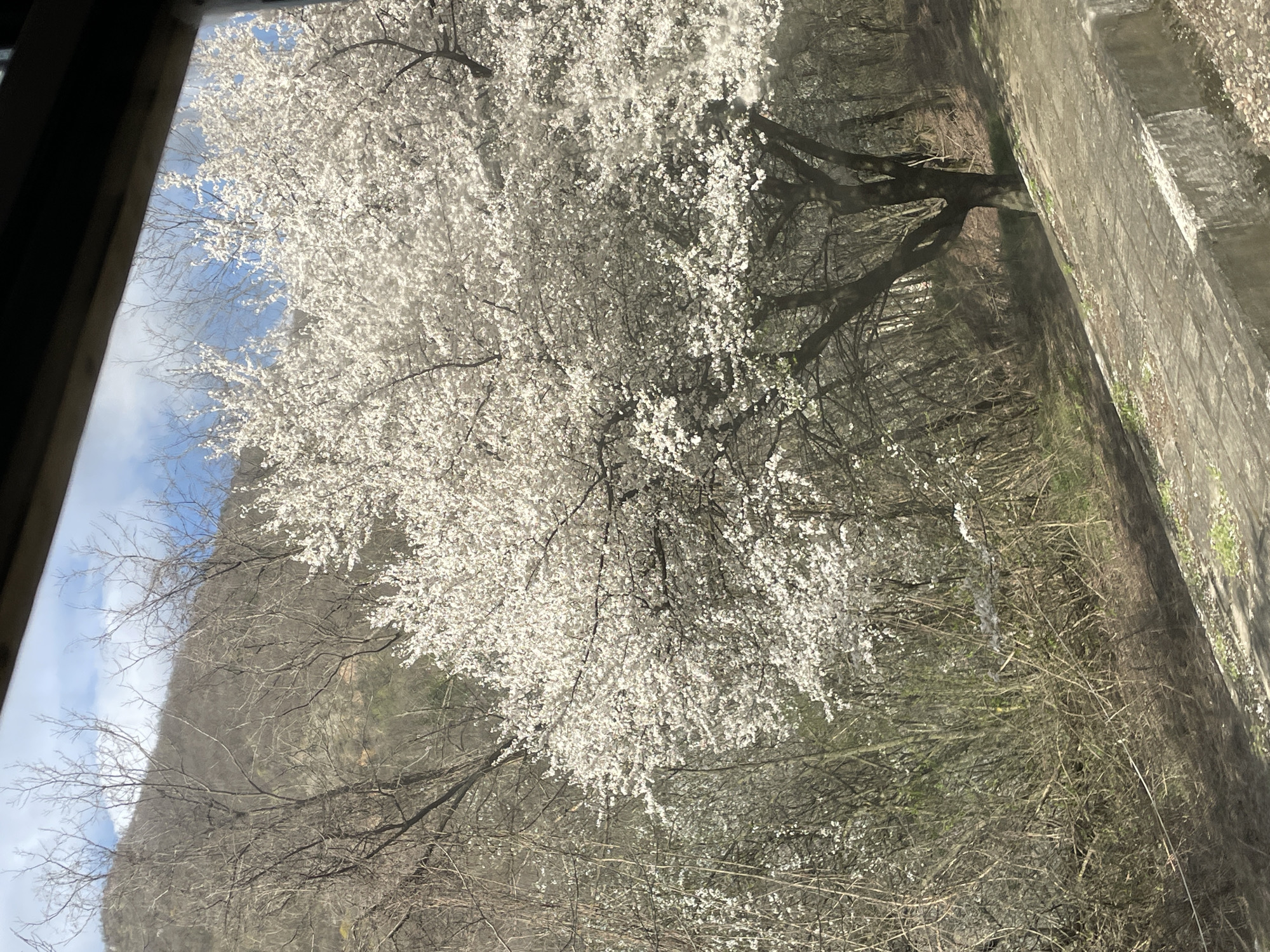 A view from a window shows a tree in full bloom with white flowers against a backdrop of a mountain and a partially visible blue sky. The window frame is visible on the left side of the image. To the right of the tree is a concrete structure, possibly a wall or building. The location is inferred to be Yavorovets, Bulgaria.