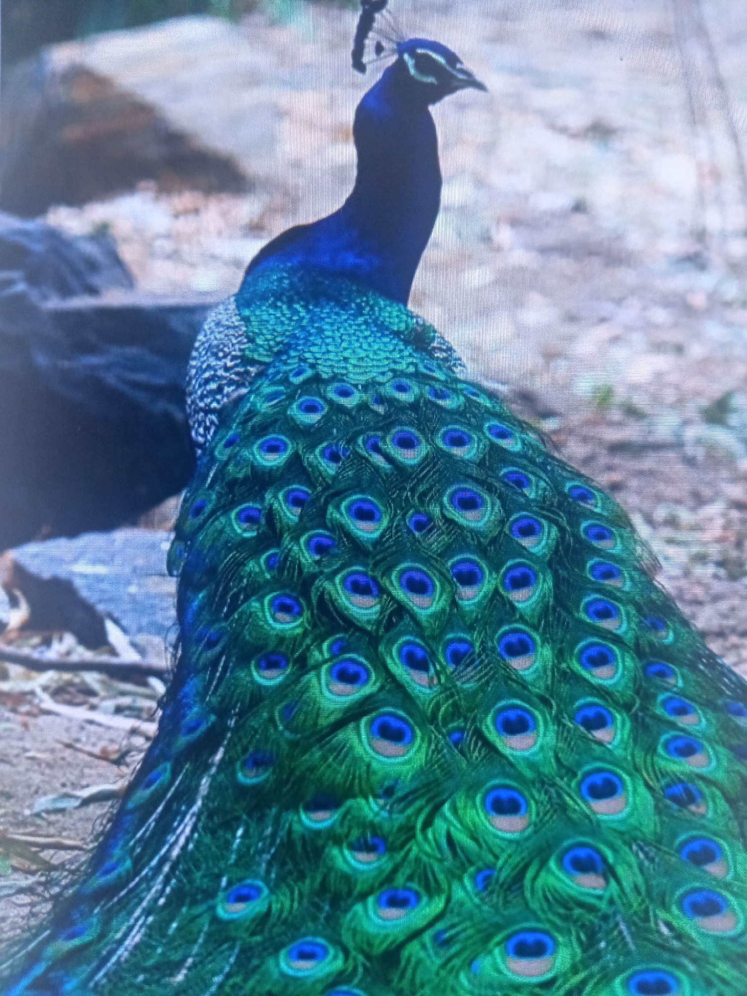 A close-up, medium shot shows the back of a peacock, with its iridescent blue and green train fanned out. The train is adorned with numerous eye-shaped patterns, each featuring a vibrant blue center surrounded by green and brown rings. The peacock's neck and head, a deep blue, are visible in the upper left portion of the image. The background is blurred and appears to be a natural, outdoor setting with earth and rocks.