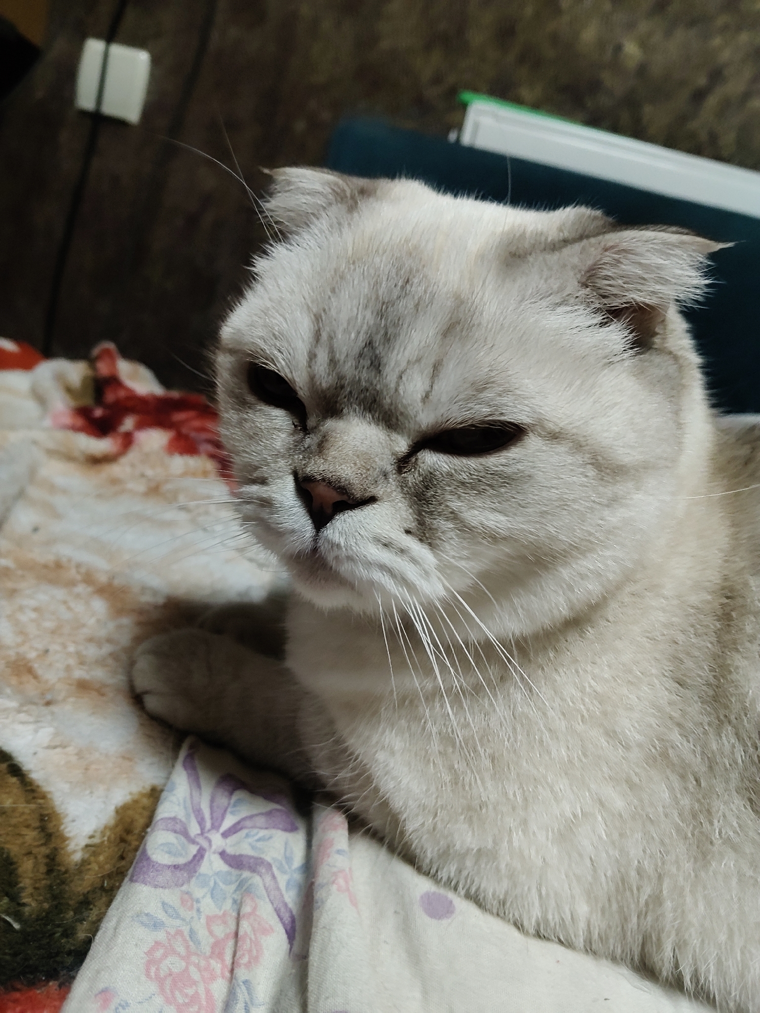 A close-up, eye-level shot focuses on the face of a light-colored Scottish Fold cat. The cat has distinctive folded ears, grey tabby markings on its head, and dark, partially closed eyes. Its nose is pink, and white whiskers fan out from its muzzle. The cat is lying on a surface covered with a patterned blanket. In the background, a dark, textured surface is visible, with a small white electrical outlet on the wall. The overall setting appears to be indoors, possibly a living room or bedroom, and there is no discernible indication of the cat's location within the city of Kharkiv, Ukraine.