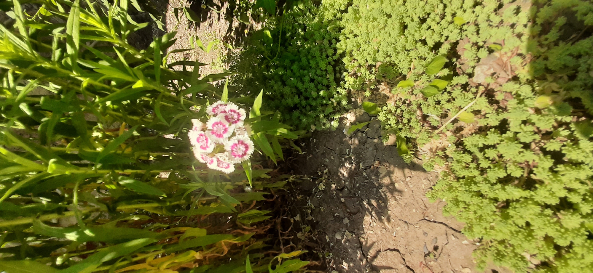 A cluster of pink and white flowers is blooming in the foreground of a garden. The flowers are surrounded by lush green foliage. The ground is covered in dry, cracked earth and small, bright green ground cover plants. The scene appears to be a sunny day in Yessentukskaya, Russia.