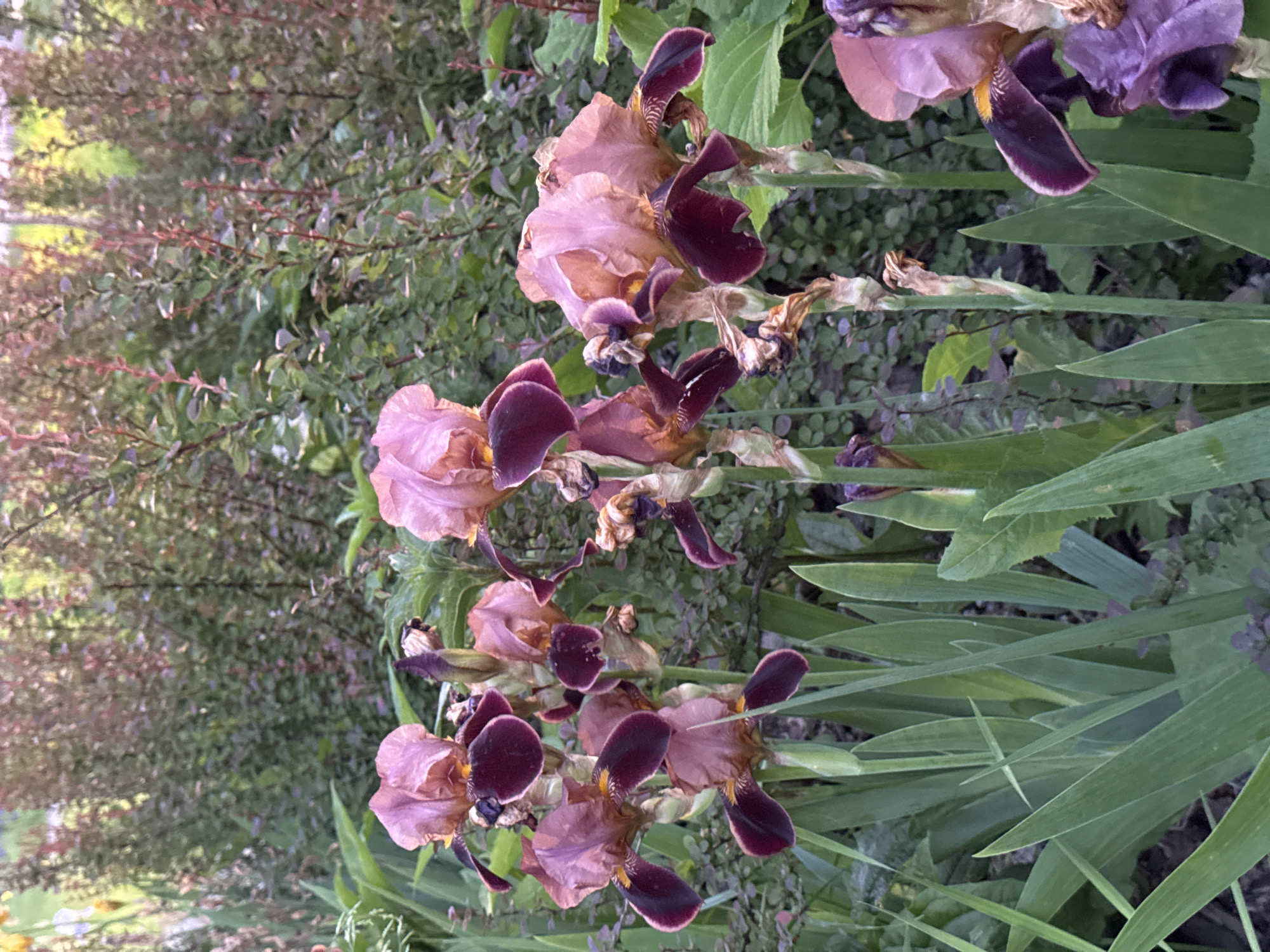 The image is a medium shot of several bearded iris flowers in a garden. The irises are predominantly a dusky rose or light purple color with dark purple or maroon falls. Their petals are slightly ruffled, and some of the blooms are partially open while others are in bud. The flowers are growing from long, green, sword-like leaves. In the background, there is a dense planting of small-leaved shrubs with reddish-brown stems and green foliage. The lighting suggests it is either early morning or late afternoon, with a soft, diffused light. There are no people or animals visible in the image. The scene appears to be a natural outdoor setting, likely a flower garden in a residential or public green space. Without specific landmarks, it is impossible to pinpoint the exact location within Izhevsk, Russia, but it depicts a common garden scene found in temperate climates.
