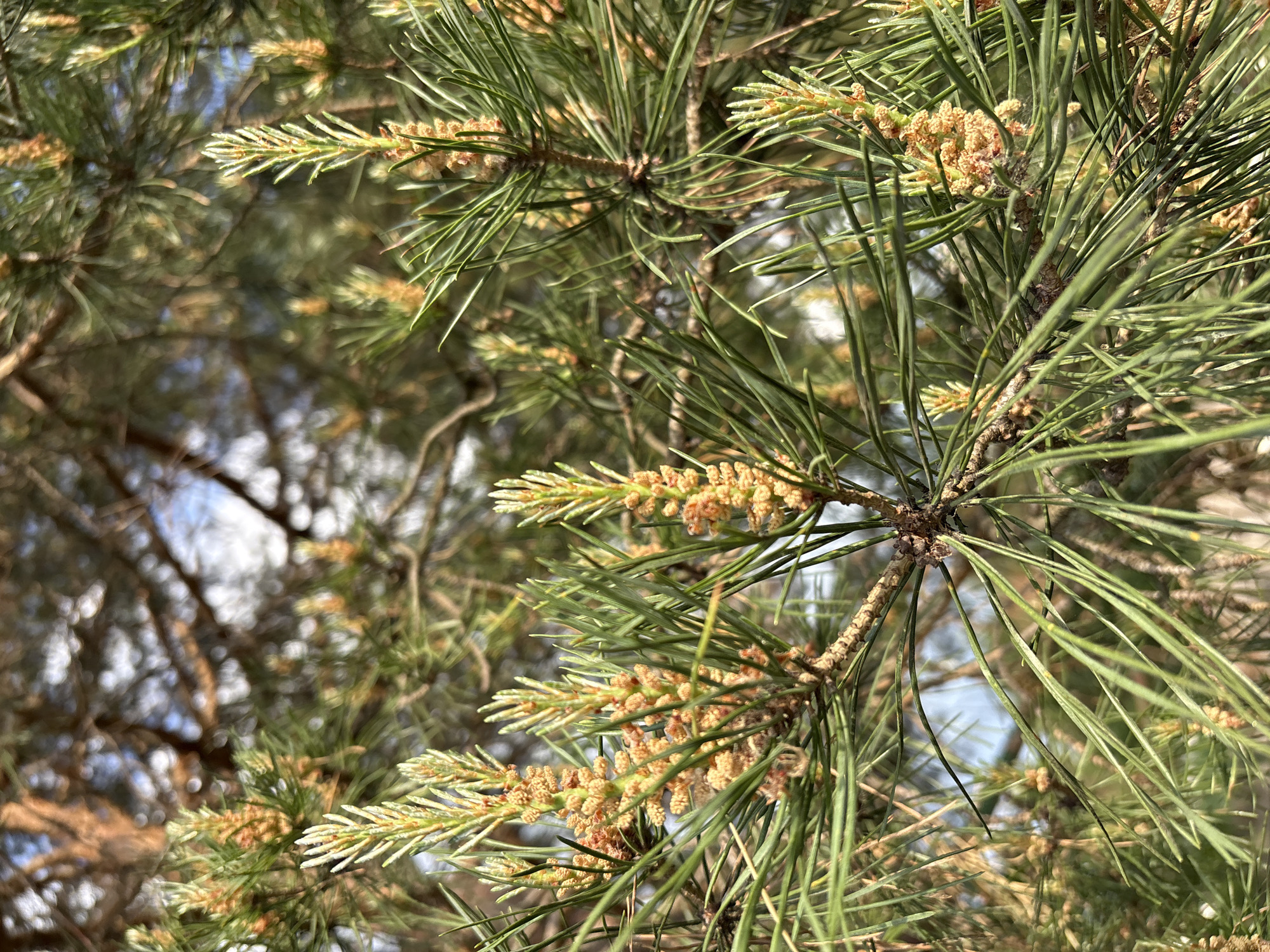 The image depicts the branch of a pine tree with needles and clusters of small, brown pollen cones. The needles are green and arranged in bundles. The pollen cones are located along the branch and at the tips of some needles. The background is blurred, showing other branches and a glimpse of the sky. The location is Chaikovsky, Russia.