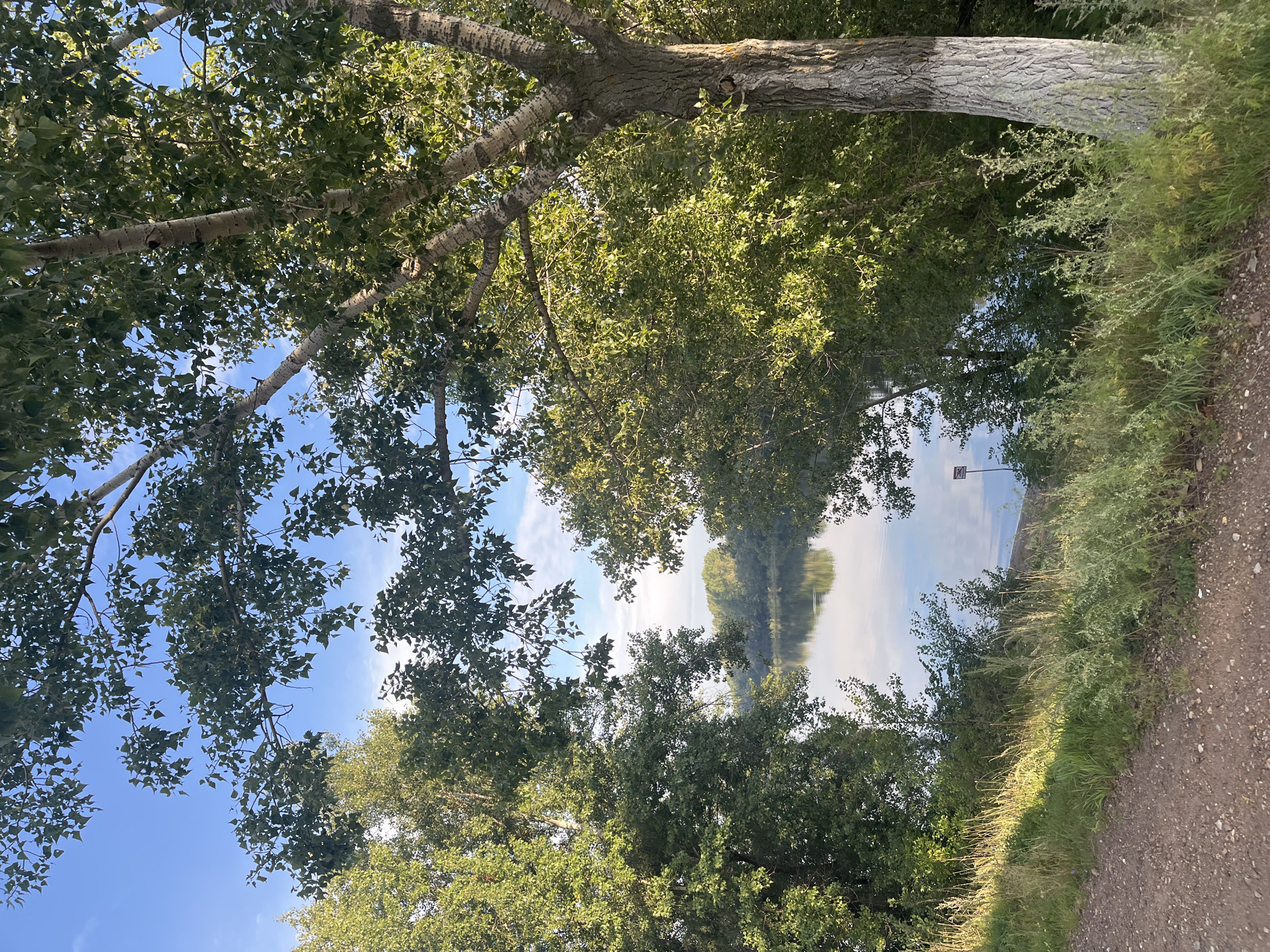 The image shows a serene natural scene with a body of water framed by trees. In the foreground, a gravel path runs along the left side of the image, bordered by overgrown grass and vegetation. The path appears to be a dirt road or trail.
Dominating the right side of the frame is a large tree with a rough, textured bark, partially whitewashed near the base. Its branches, adorned with green leaves, extend upwards and towards the left, partially obscuring the view of the water.
To the left, a dense cluster of trees with vibrant green foliage creates a natural frame for the central element of the image: a calm body of water. The water's surface reflects the blue sky and the surrounding trees, creating a tranquil mirror effect. In the distance, a treeline stretches across the horizon, also reflected in the water.
The sky is a clear blue with a few scattered white clouds. The lighting suggests it is daytime, possibly late afternoon, as the sunlight casts shadows and highlights the textures of the foliage and bark. A small, square sign with a graphic symbol is visible near the water's edge on the right side of the frame.
Based on the visual cues of lush vegetation, a river or lake, and the overall atmosphere, this scene is consistent with the natural landscapes found near the city of Ufa, Russia, particularly along its riverbanks or in its surrounding parks and green spaces.