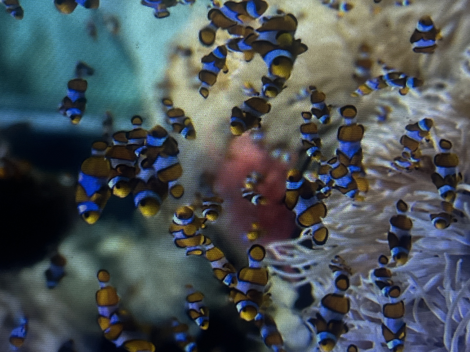 The image is an underwater scene depicting a school of clownfish swimming amidst anemones. The clownfish, characterized by their vibrant orange and white stripes with blue accents, are the primary subjects. They are positioned at various depths and orientations within the frame. The environment appears to be an aquarium or a reef, with soft, textured anemones in pale white providing a backdrop and habitat for the fish. The water is clear, and the lighting suggests an artificial underwater setting, possibly a well-lit aquarium. There are no people or identifiable landmarks present in the image. The scene is natural and serene, focused solely on the marine life. This image does not provide any information or visual cues that would allow for its location to be identified as Casablanca, Morocco.