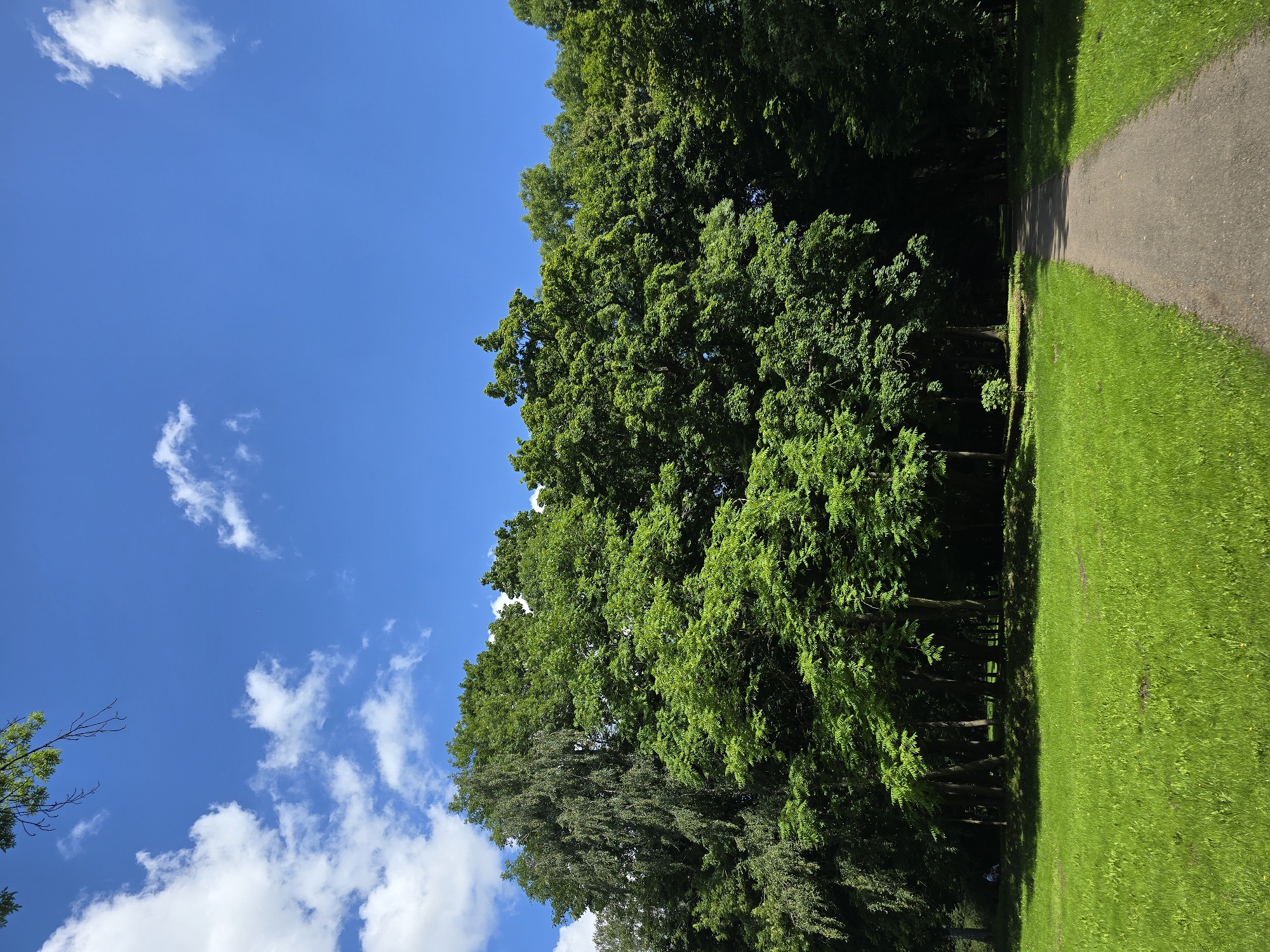 The image captures a sunlit park scene with a clear blue sky dotted with fluffy white clouds. In the foreground, a well-maintained green lawn stretches out, bordered by a paved pathway on the right. This pathway leads into a dense grove of lush green trees that forms the backdrop of the scene. The trees are full of leaves, indicating a warm season, likely summer. The light suggests it's daytime, with the sun casting shadows on the grass and path. A few indistinct figures can be seen sitting on the grass in the distance, near the edge of the tree line, suggesting a leisurely park atmosphere. The location is identified as Nesvizh, Belarus.