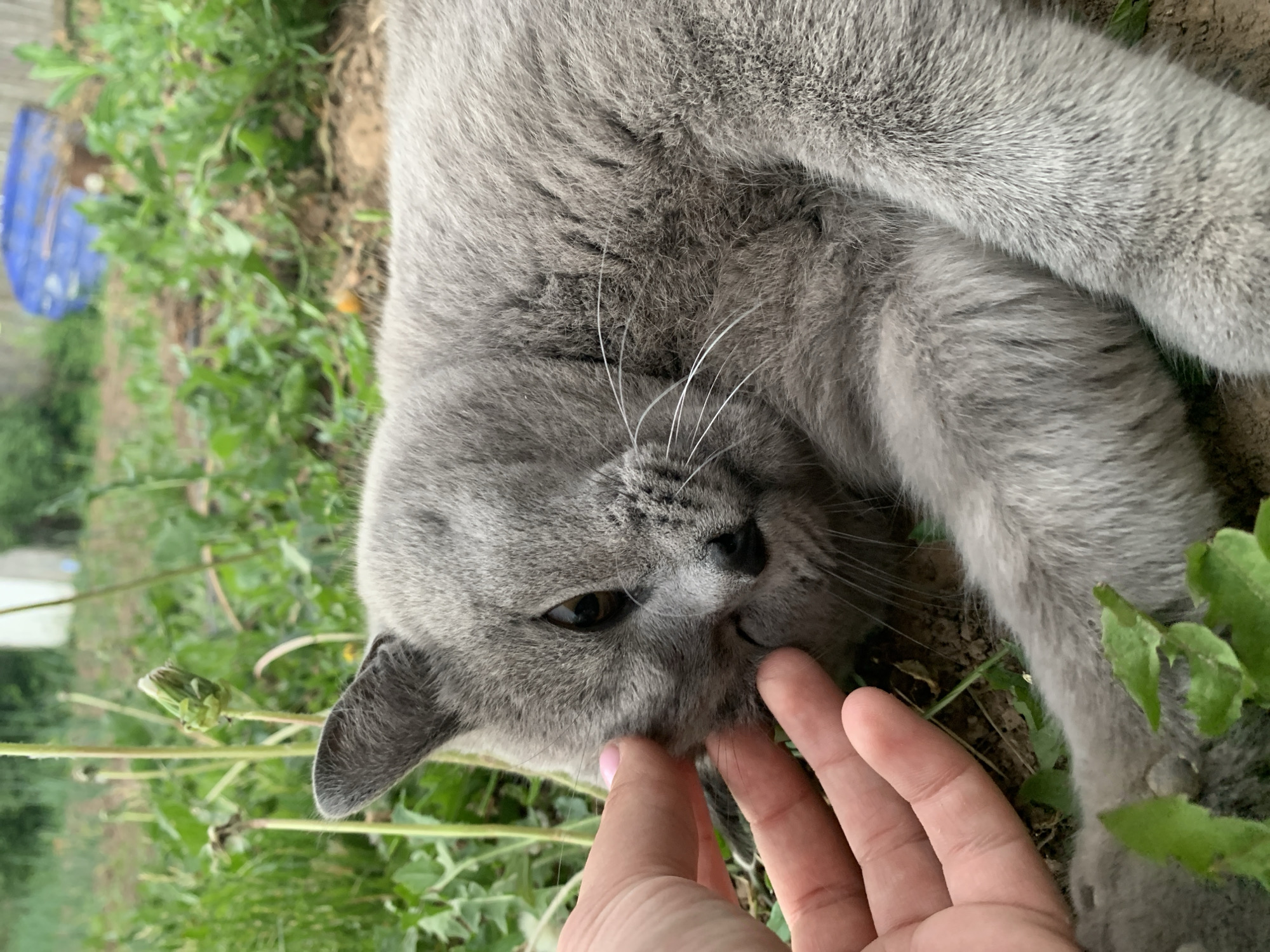 A gray cat is lying on its back in a grassy area, possibly a garden or yard. A human hand is gently touching the cat's face. The location is outdoors. The grass appears overgrown and there is a blue container in the background. It is not possible to determine if this image was taken in Фоки, Russia or any other city in the world.