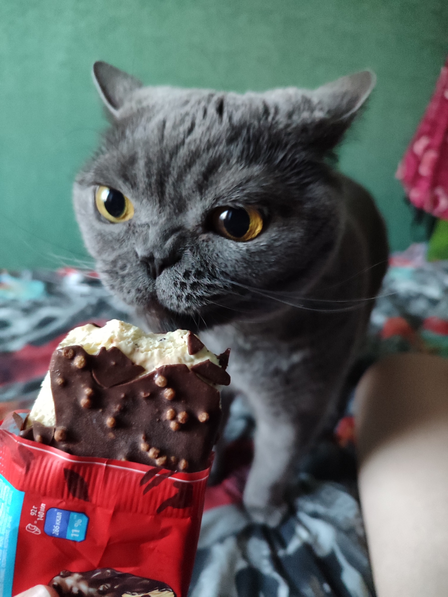 A British Shorthair cat with grey fur and yellow eyes is intensely focused on an ice cream bar held in a red wrapper. The cat's head is lowered, its ears are slightly flattened, and its mouth is slightly open, suggesting an eager or perhaps displeased expression. The ice cream bar, partially eaten, is covered in chocolate with visible nuts. The background consists of a green wall and a patterned surface, possibly a bed. The lighting is dim, and the image is a close-up shot.