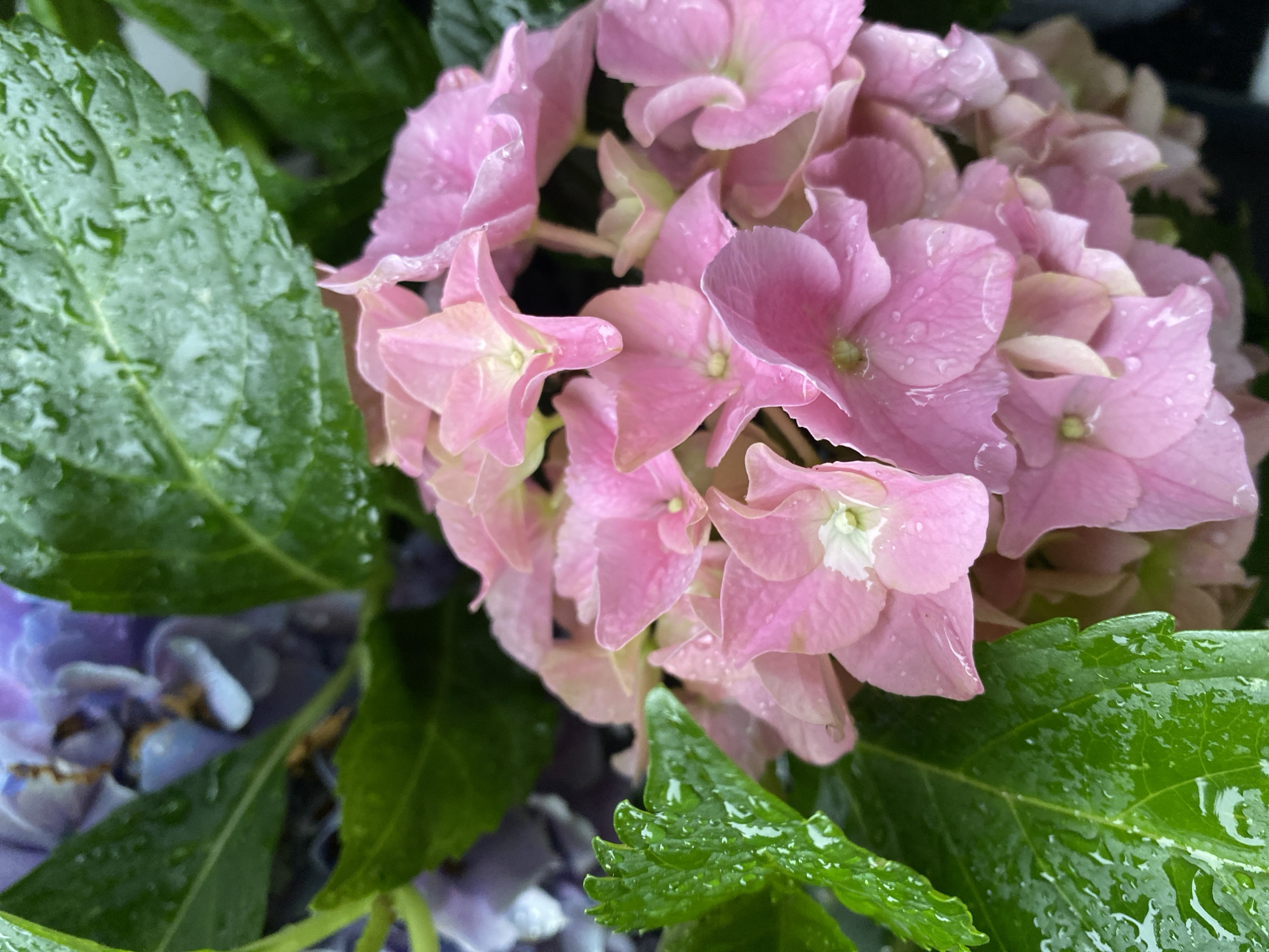 This is a close-up, eye-level, outdoor shot of wet pink and purple hydrangeas. The focus is on the pink flowers, which are in the foreground and occupy most of the frame. The petals are detailed, with visible water droplets clinging to them. Dark green leaves, also wet with water droplets, surround and frame the flowers. In the background, blurred purple hydrangeas are visible. The lighting is soft, and the overall impression is that of a garden after a rainfall. The image does not contain any people or specific landmarks that would indicate its location in the city of Bad Sachsa, Germany.