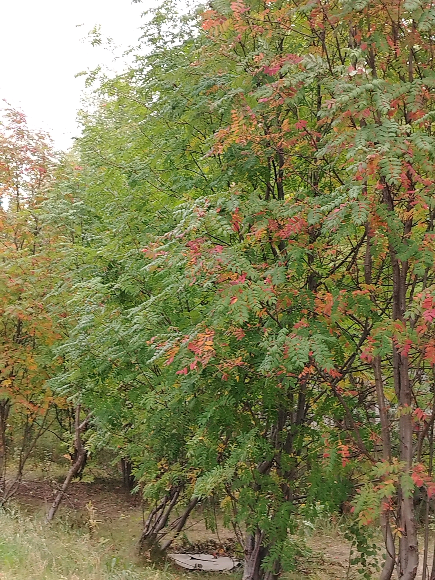 The image shows a row of trees in a park in Muravlenko, Russia, during autumn. The leaves of the trees are a mix of green, red, and orange, indicating the changing season. The trees are densely packed, creating a natural barrier. In the foreground, there is dry grass and some fallen leaves on the ground. The overall scene is one of natural beauty and the transition of seasons in an urban park setting.