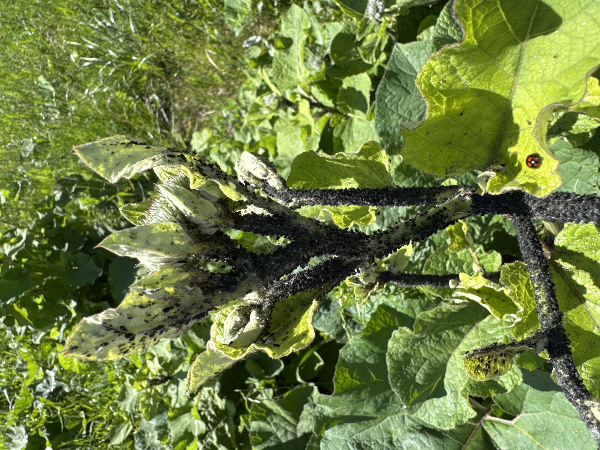 The image shows a close-up of a plant heavily infested with aphids, covering its stem and leaves. The plant appears to be in a garden or natural setting with other green foliage in the background. A single ladybug is visible on one of the plant's leaves. The scene is brightly lit by sunlight. There is no discernible location in Saint Petersburg, Russia depicted in the image.