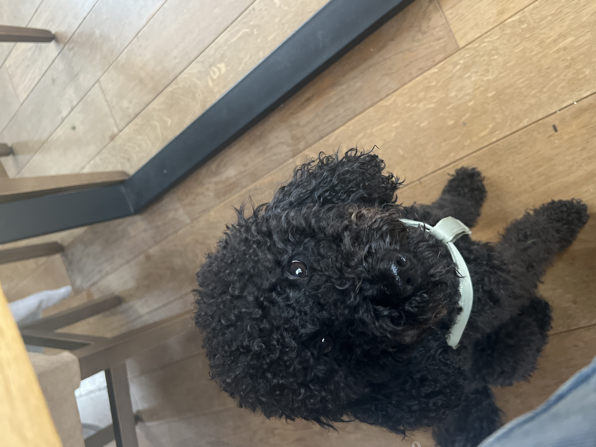 A black poodle lies on a wooden floor, wearing a light-colored harness. A chair leg is partially visible in the lower-left corner, and a dark metal bar is diagonally across the upper portion of the image. A person's leg is visible in the bottom right corner. The location appears to be indoors. There is no definitive evidence to confirm the location as Sofia, Bulgaria.