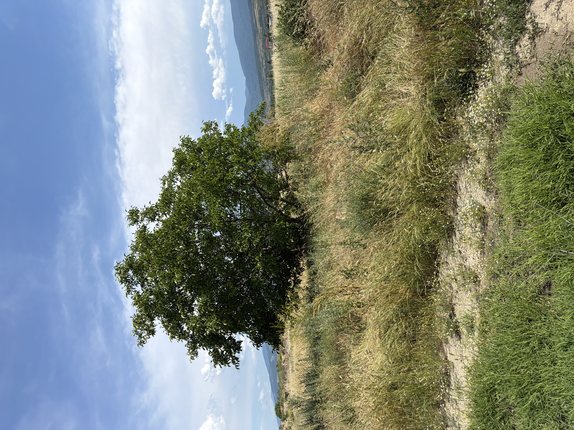 The image depicts an outdoor scene on a bright, sunny day with scattered clouds. In the foreground, a patch of vibrant green grass is visible. Behind it, the landscape transitions into a field of dry, golden-brown grass, interspersed with some green vegetation and small white flowers. A large, mature tree with dense green foliage stands prominently in the middle ground, slightly to the left of the frame. Beyond the field, rolling hills and mountains form the background, with a few buildings visible in the distance. The sky is a clear blue with streaks of white clouds. The scene appears to be a rural or semi-rural area, possibly on the outskirts of a town or village. The location is identified as Zlatitrap, Bulgaria.