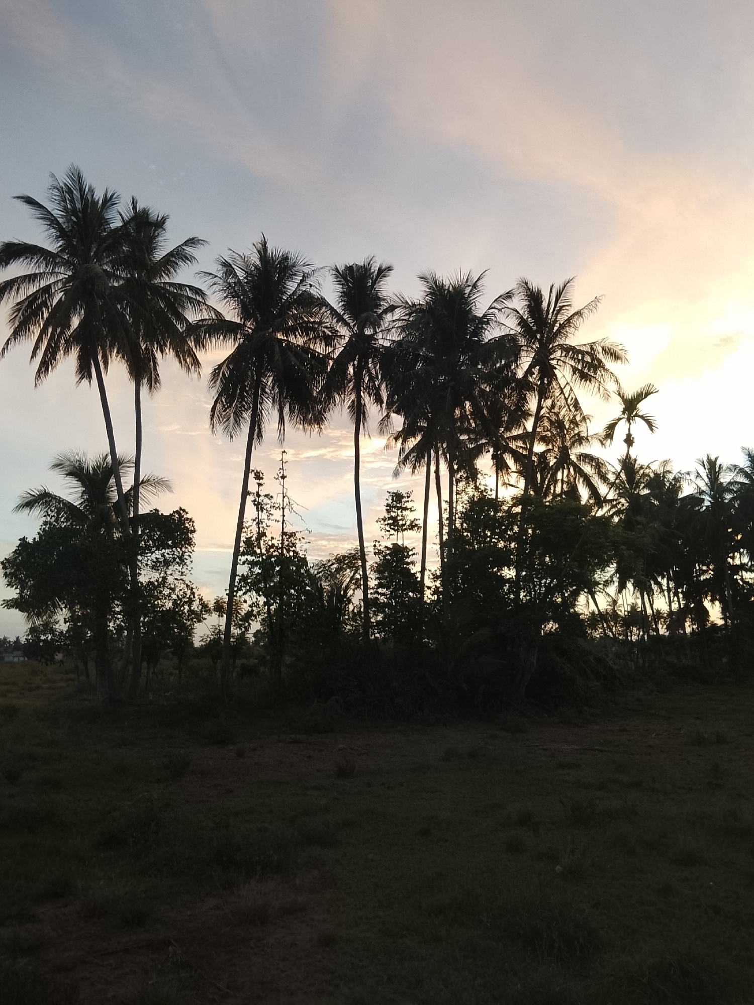 A vertical, silhouetted image depicts a line of palm trees against a pale sky with streaks of orange and yellow, suggesting either sunrise or sunset. The trees are dark and their fronds are visible against the lighter background. In the foreground, a dark, grassy field stretches towards the trees. The scene is outdoors, in what appears to be a rural or coastal area. The location is identified as Dayah Kruet, Indonesia. There are no people or animals visible in the image.