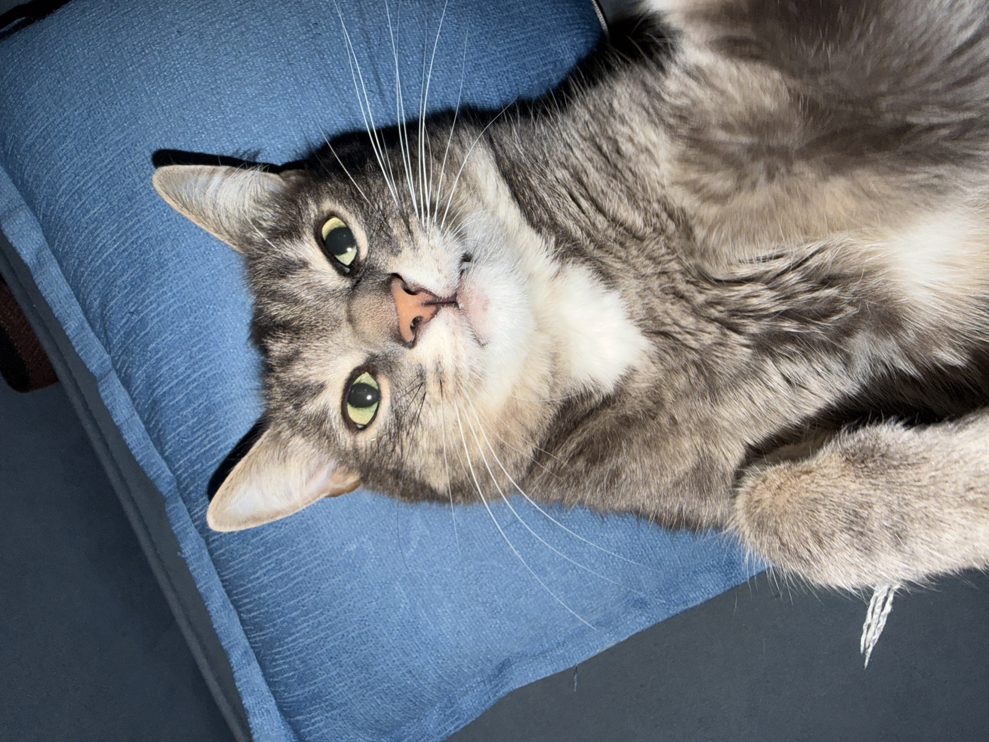 A tabby cat with green eyes is lying on its back on a blue pillow, looking directly at the camera with its mouth slightly open and teeth showing. The cat's fur is a mix of gray, black, and white. The background consists of the blue pillow and a dark surface, possibly a couch or chair. The lighting appears to be artificial, casting shadows on the cat's face and body. There is no indication of the city of Chaikovsky, Russia, in the image.