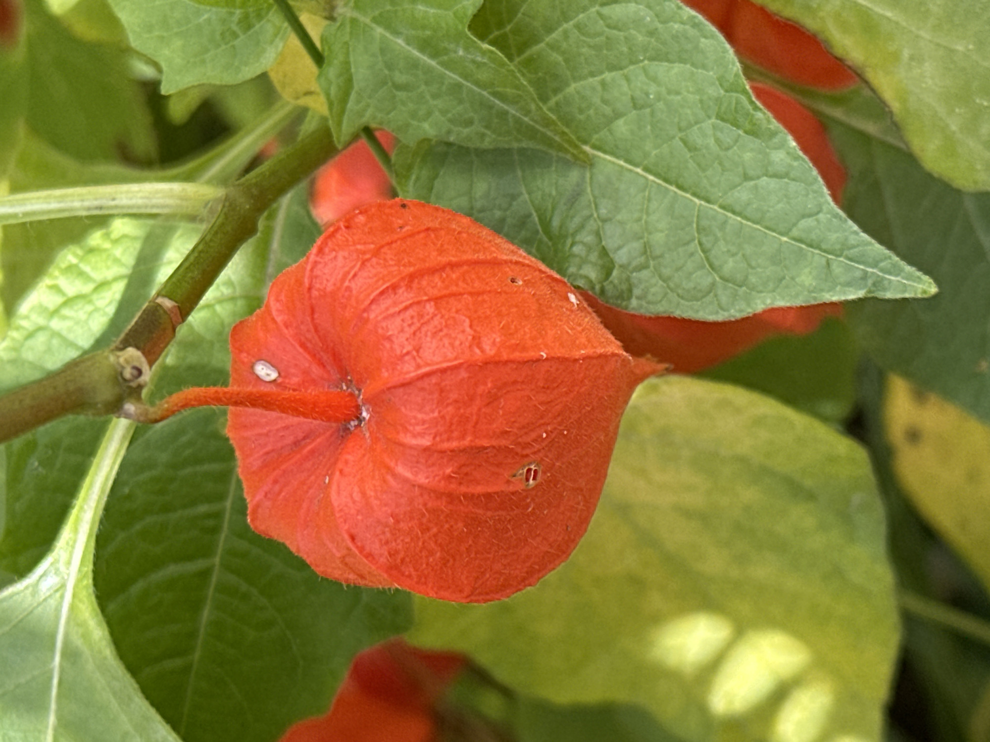 The image is a close-up, vertical shot of a bright orange, lantern-shaped Chinese lantern plant. The plant is on a stem, surrounded by green leaves. The leaves are textured and veined, with some appearing lighter green and others a deeper shade. The orange lantern itself is ribbed and slightly fuzzy in texture, with a small, white speck visible on its surface. There are a few small, dark spots on the lantern, possibly imperfections or minor damage. The background is a blur of green and yellow, suggesting other foliage. There is no indication of Podolsk, Russia, or any urban environment within the image. The scene is natural and focuses solely on the plant.
