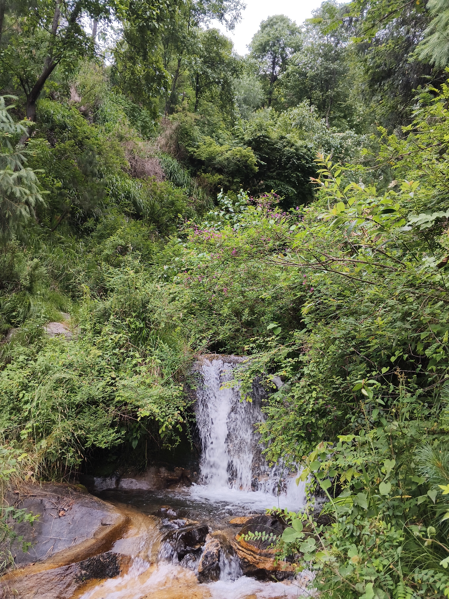 This media file depicts a serene natural scene with a small waterfall cascading over rocks amidst lush greenery. The setting appears to be a forest or jungle, with dense vegetation covering the slopes and framing the waterfall. Various types of plants, including trees, bushes, and grasses, create a vibrant tapestry of greens. Some small pink flowers are visible scattered among the foliage, adding a touch of color to the otherwise predominantly green landscape.
The waterfall itself is the central subject, with white water tumbling down a rocky incline into a pool below. The water appears clear and flows over smooth, wet stones that are stained with earthy tones. The surrounding rocks are varied in size and texture, some dark and smooth, others lighter and more rugged.
The time of day is likely daytime, judging by the presence of natural light illuminating the scene. The weather appears to be overcast or cloudy, as there are no harsh shadows and the light is diffused. The overall atmosphere is tranquil and peaceful, suggesting a natural and undisturbed environment. The location cues, such as the dense, verdant vegetation and the style of the waterfall and rocks, are consistent with a place like Vashisht, India, known for its natural beauty and hilly terrain. There is no visible text in the image.