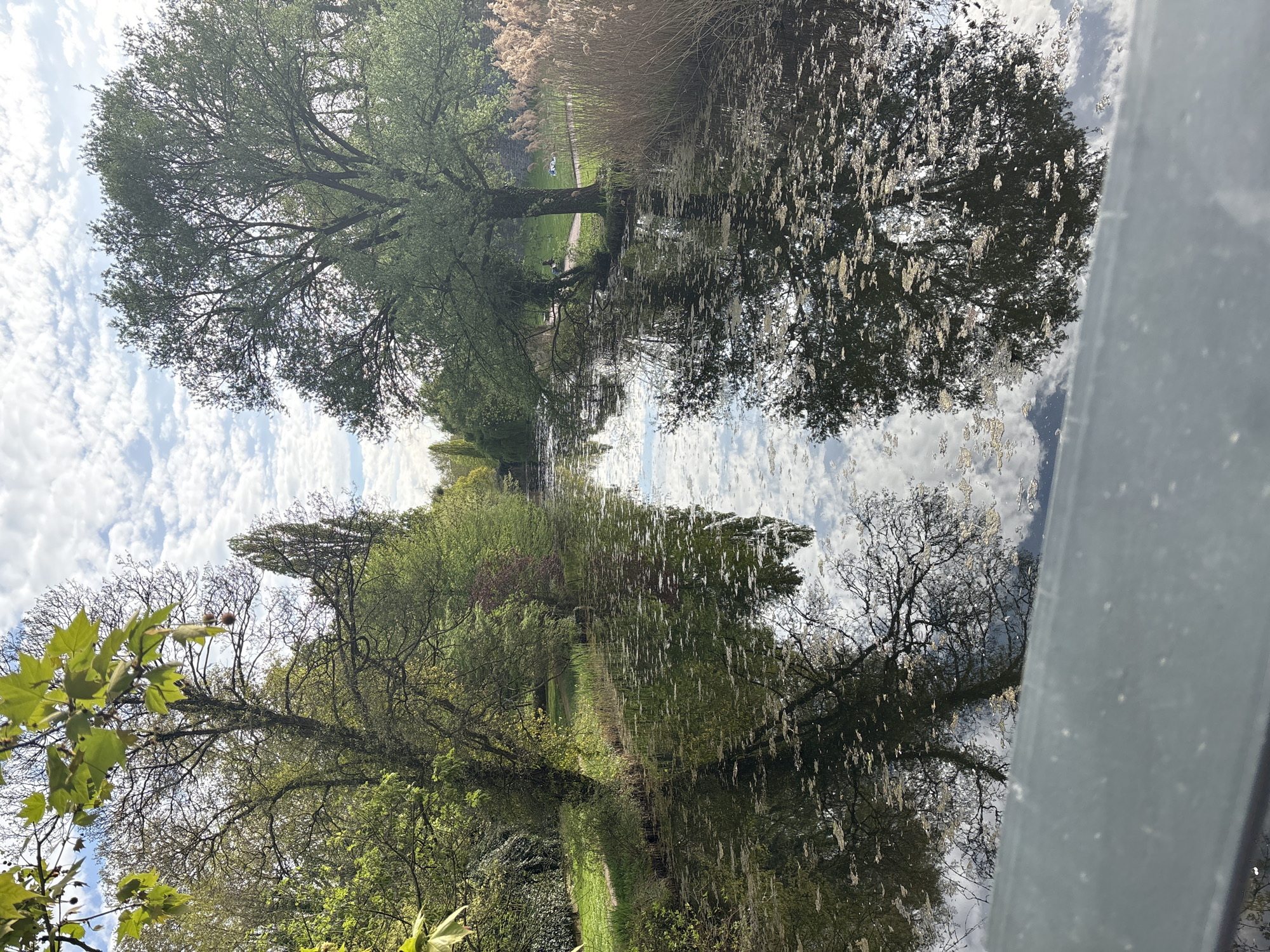 The image captures a serene outdoor scene, likely a park or canal bank in Strasbourg, France, characterized by lush greenery and calm water. The perspective is oriented to show the sky, trees, and their reflections in a body of water, framed partly by a nearby structure.
In the upper portion of the frame, a bright blue sky is dotted with scattered white, fluffy cumulus clouds, suggesting fair weather. On the left side, a variety of trees dominate the landscape. A large, prominent tree with a full canopy of vibrant green leaves stands tall, its branches reaching towards the sky. Further into the distance and lower left, other trees, some with emerging green foliage and some with more bare, intricate branches, are visible.
A calm body of water, likely a canal or river, occupies the right and central-right part of the image. The water surface acts as a mirror, creating clear reflections of the sky with its clouds and the surrounding trees, though the reflections are slightly distorted by ripples and what appears to be scattered white debris or pollen on the surface. Along the opposite bank of the water, a stretch of tall, dry reeds or grass is visible, behind which a narrow, grassy path meanders.
On the far right, a grey, metallic structure, possibly a bridge railing or support, partially frames the scene, extending vertically and obscuring part of the water and reflections. This structure also shows some small white specks, similar to those on the water. The overall impression is one of peaceful natural beauty during a bright, clear daytime, devoid of human activity or visible text.