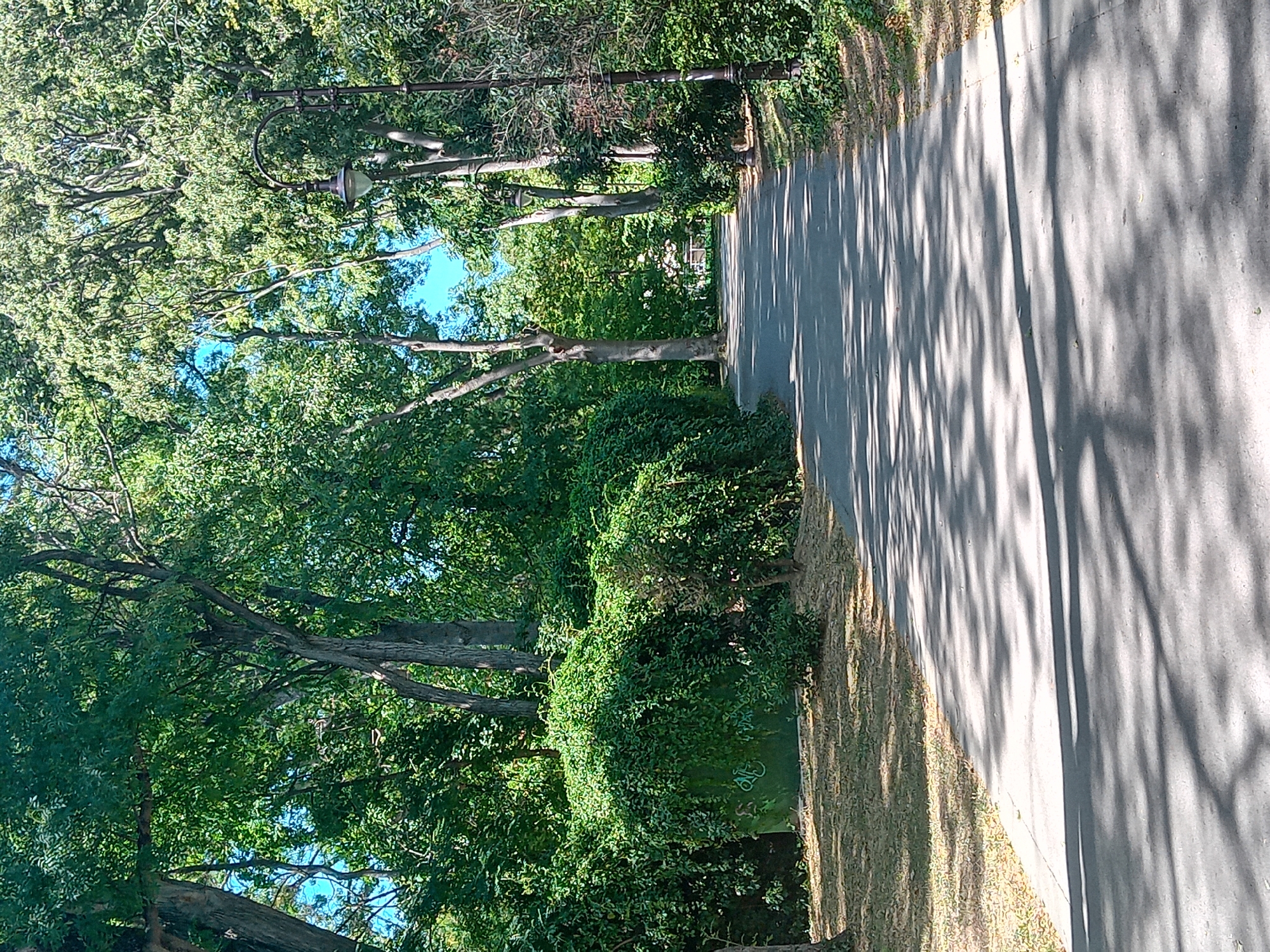 The image shows a paved pathway winding through a park-like setting with abundant trees and vegetation. The pathway is mostly empty, with dappled sunlight and shadows cast by the foliage overhead. There is a lamppost visible on the right side of the path, and on the left, a dense green wall of ivy covers a structure with some graffiti. The trees are tall and leafy, indicating a warm season, likely summer. The environment suggests a public park or garden within a city. The original image, provided with crop hints, is a vertical-oriented photograph. It is a scene of a park path in Varna, Bulgaria.