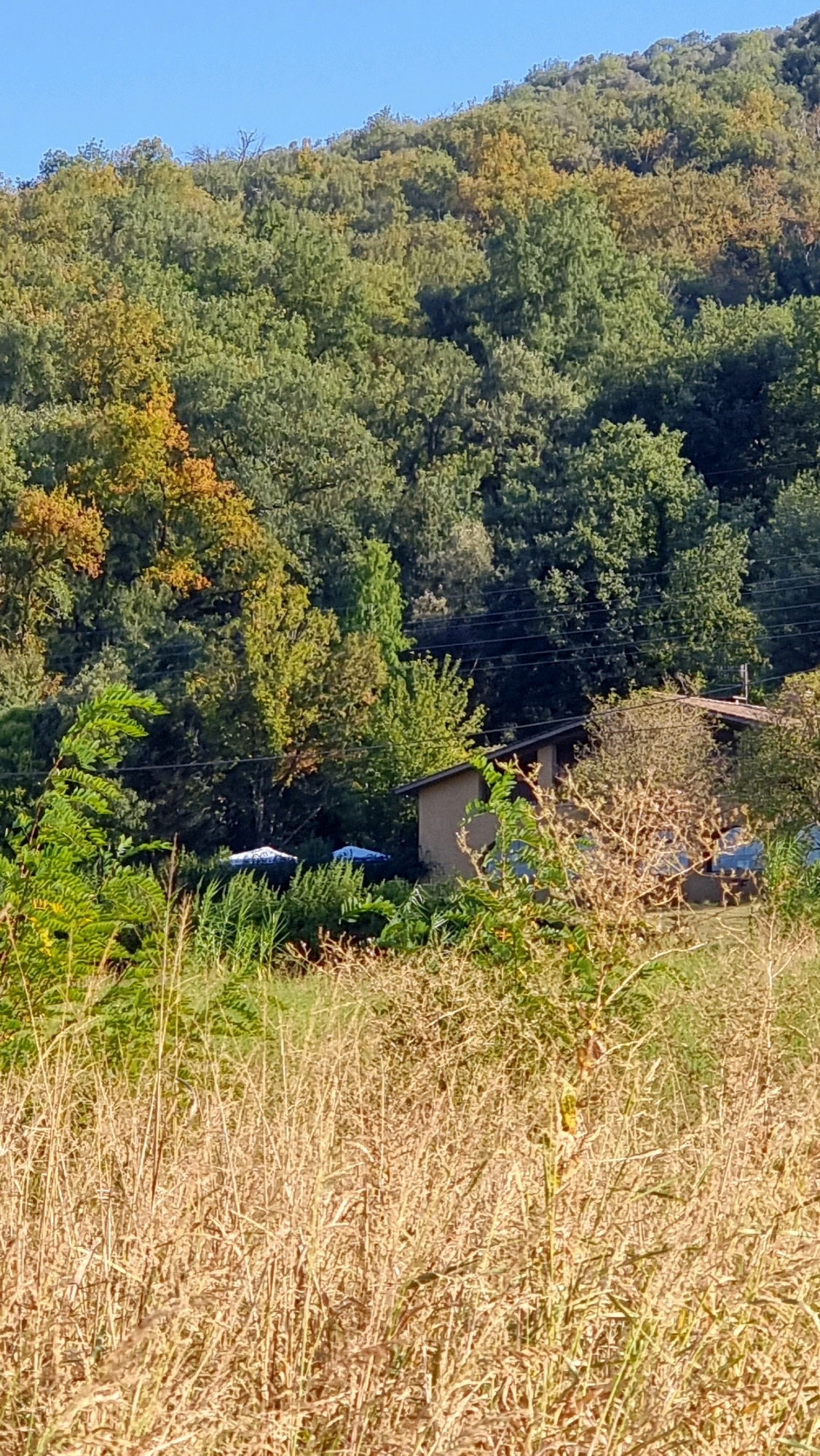The image depicts a natural landscape with a portion of a building and some tents. In the foreground, dry grasses dominate the scene, with some green foliage interspersed. In the mid-ground, several tents, appearing to be blue, are partially visible amidst the vegetation. A brown building with a visible roof and windows is situated to the right of the tents. Behind these elements, a hillside covered in dense green and yellow foliage stretches upwards, suggesting a forested area. The sky above is clear and blue. The overall scene appears to be located in Sant Joan les Fonts, Spain.