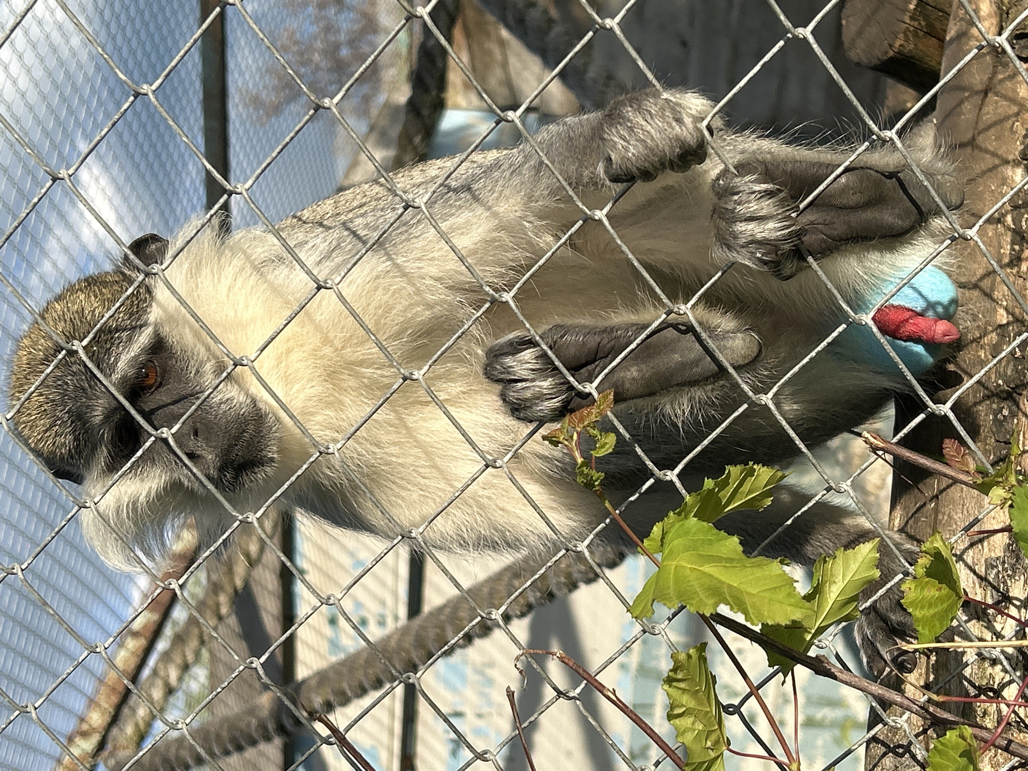 A vervet monkey is clinging to a wire fence in an enclosure, likely at the Burgas Zoo in Burgas, Bulgaria. The monkey has gray and white fur, a black face, and distinctive blue genitalia. It is grasping the wire mesh with its hands and feet. Some leaves and branches are visible near the bottom of the image. The background includes a partial view of the sky.