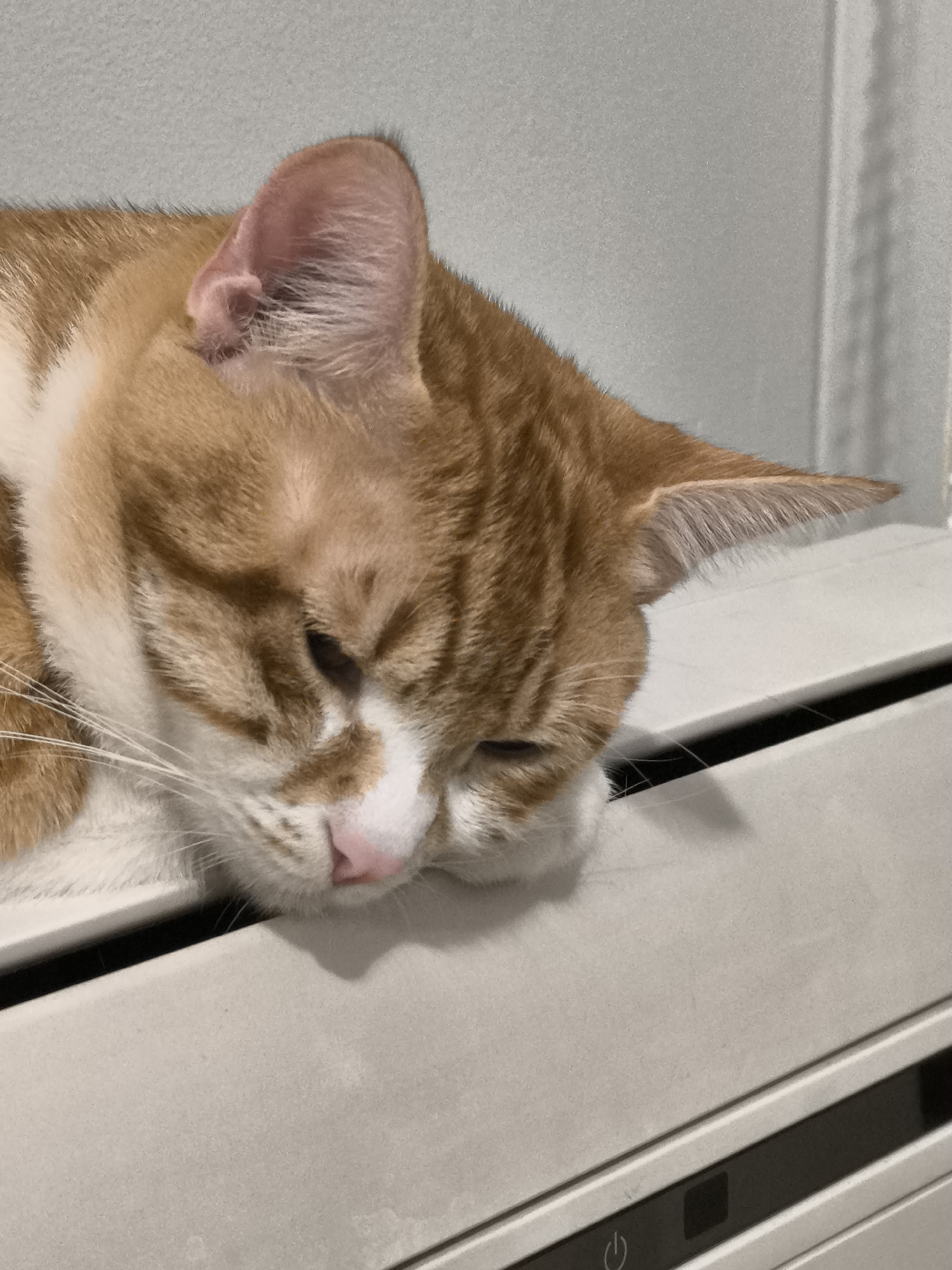 An orange tabby cat is resting on top of a white appliance. The cat's head is resting on its paws. The appliance has a power button on the bottom right. The background is a light grey wall with vertical lines, perhaps a curtain or blinds. The location in Varna, Bulgaria cannot be determined from this image alone.