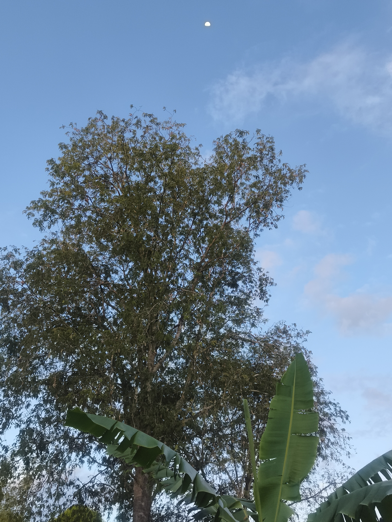 A daytime scene in Baan Mae Nam, Thailand, shows a large tree with green leaves dominating the frame, silhouetted against a blue sky with sparse clouds. A bright moon is visible in the upper center of the sky. In the foreground, several banana leaves are visible on the lower right and lower left.