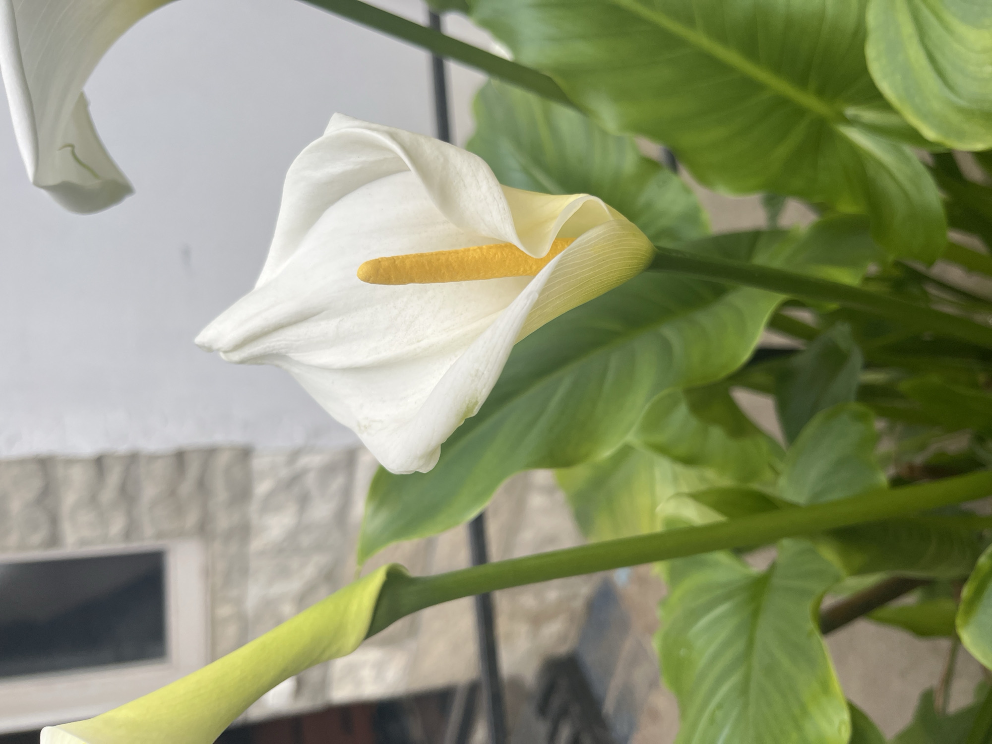 A close-up captures a white calla lily in bloom, its spathe partially unfurled, revealing a prominent yellow spadix. Lush green leaves surround the flower, adding depth and texture to the composition. A second calla lily flower is partially visible in the bottom left corner. The background includes a textured grey brick wall with a dark window. The image has good lighting and focus. The location is not discernible from the image alone.