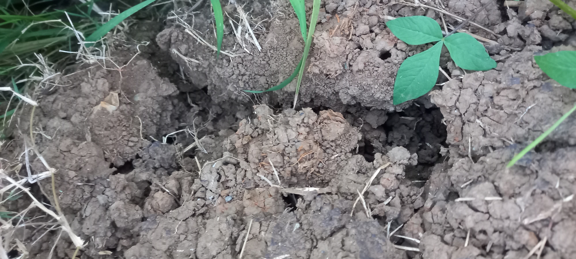 A close-up aerial view shows cracked, dry soil with sparse, dry grass and green leaves in the foreground. The soil is uneven and broken, with several small holes and crevices, suggesting the presence of burrows. The lighting indicates an outdoor setting, likely during daylight. The scene is devoid of any human presence or activity. The location is identified as Sidamulya, Indonesia.