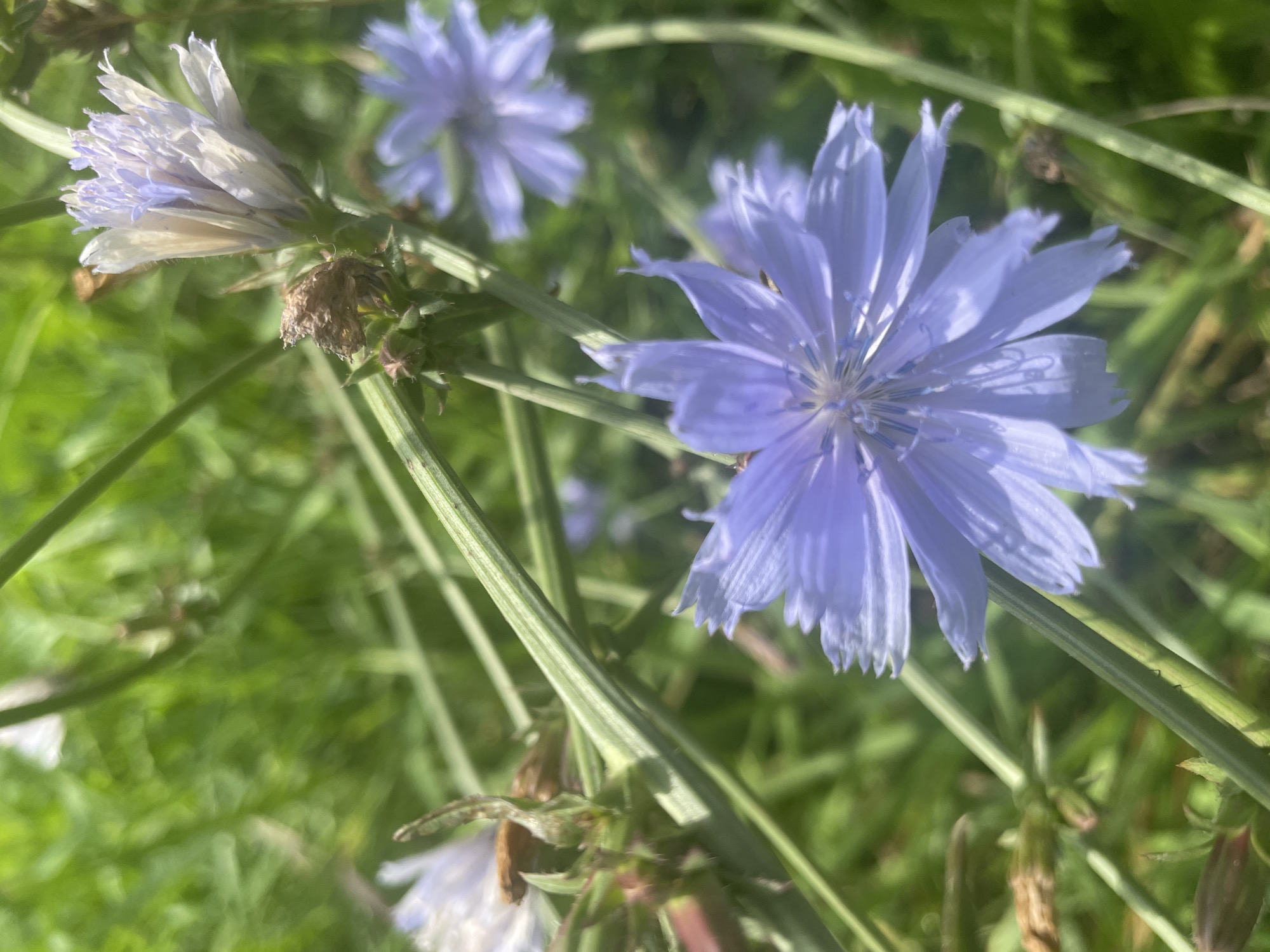 The image shows a close-up of several light blue, daisy-like flowers, likely chicory, with serrated petals and blue stamens. The flowers are growing amongst green stalks and leaves, with other similar flowers blurred in the background. The lighting suggests it is daytime, possibly sunny, with dappled light filtering through. The scene is outdoors, in a natural setting with vegetation. No people or man-made objects are visible. The specific location in Krasnogorsk, Russia cannot be determined from the visual information alone.