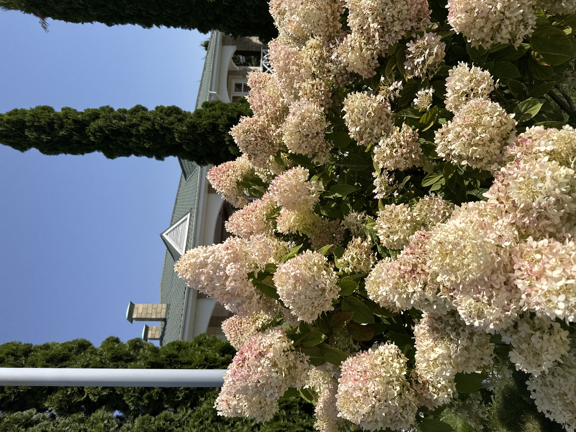 The image shows a close-up view of a large bush with numerous pale pink and cream-colored hydrangea blooms. In the background, a multi-story building with a green roof and two chimneys is visible, partially obscured by tall, dark green coniferous trees. A light-colored pole stands to the left of the frame, also beside the coniferous trees. The scene is illuminated by bright sunlight, casting shadows and highlighting the textures of the flowers and foliage. The sky above is a clear, bright blue. The location is identified as Sary-Oy, Kyrgyzstan.