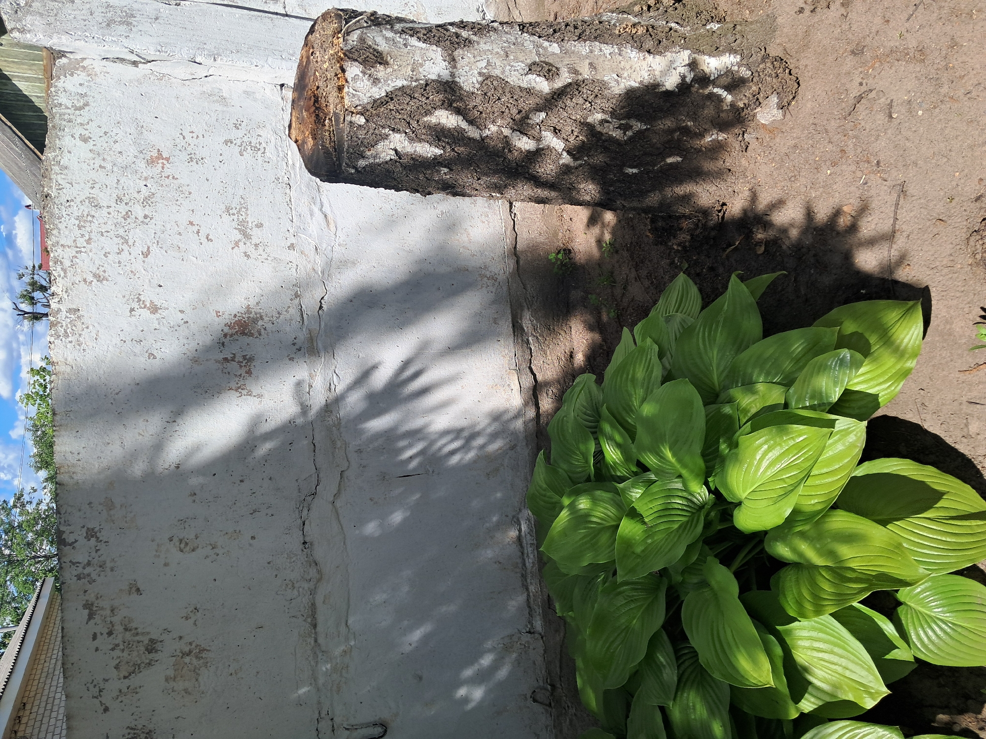 The image depicts an outdoor scene, likely a backyard or garden area, adjacent to a weathered, white concrete wall. The wall shows signs of age with chipped paint and a visible crack near the bottom. To the right of the wall, a thick, rough-barked tree stump stands prominently, casting a shadow. In the foreground, to the left, a lush cluster of large, vibrant green hosta plants is flourishing. The ground appears to be dirt and soil, with some small weeds visible. Overhead, parts of buildings with peaked roofs and trees are visible against a blue sky with scattered clouds. The lighting suggests it is daytime, with dappled shadows falling on the wall and ground from unseen foliage. The scene is static and offers no indication of human presence or activity.