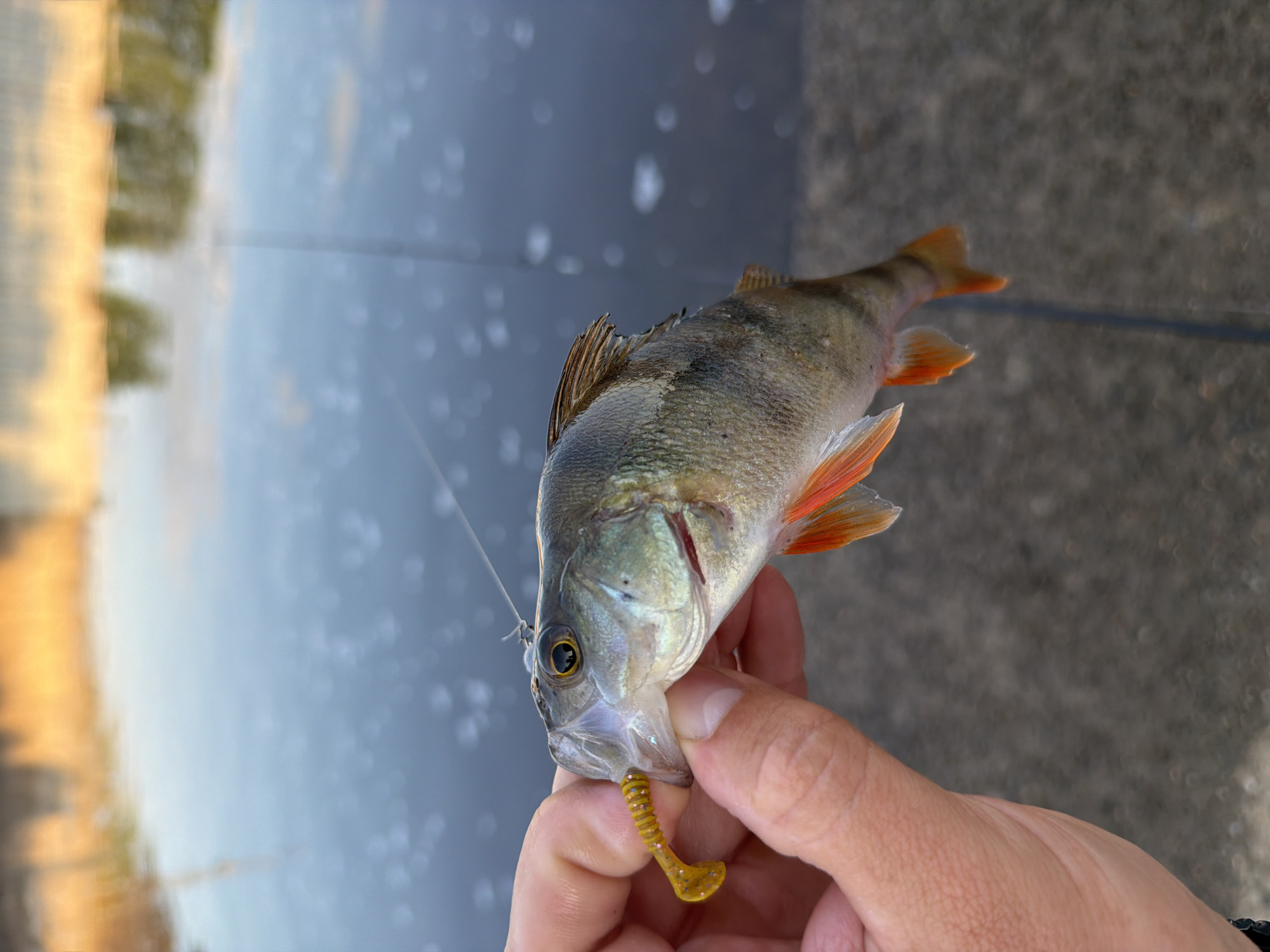 A person's hand is holding a small, live perch by its mouth, which has a yellow lure with pink speckles. The fish is angled towards the viewer, with its eye visible. The perch has a striped body, with dark vertical bands, and orange fins. The background is blurred, showing a body of water with reflections of trees and the sky, and a concrete embankment. The image appears to have been taken outdoors, likely near a body of water.