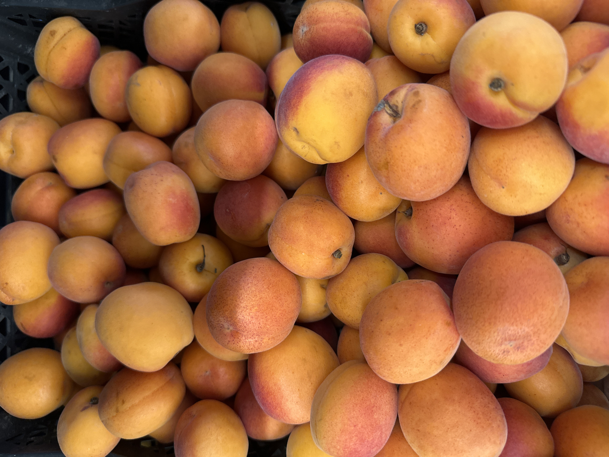 A close-up, top-down view captures a bounty of ripe apricots piled high in a black plastic crate. The apricots display a vibrant spectrum of colors, ranging from deep orange to a soft yellow, with some exhibiting a blush of pink or red where they have caught the sun. Their surfaces are smooth, with a faint fuzziness, and they are tightly packed together, creating a visually appealing cascade of fruit. The background is dominated by the dark, textured plastic of the crate, which offers a subtle contrast to the bright, organic shapes of the apricots. The scene is likely from a market or fruit stand, suggesting a commercial or agricultural setting. Given the information provided, this image does not offer any specific clues to its location within Chaikovsky, Russia, as it focuses solely on the fruit itself without any discernible geographical markers.