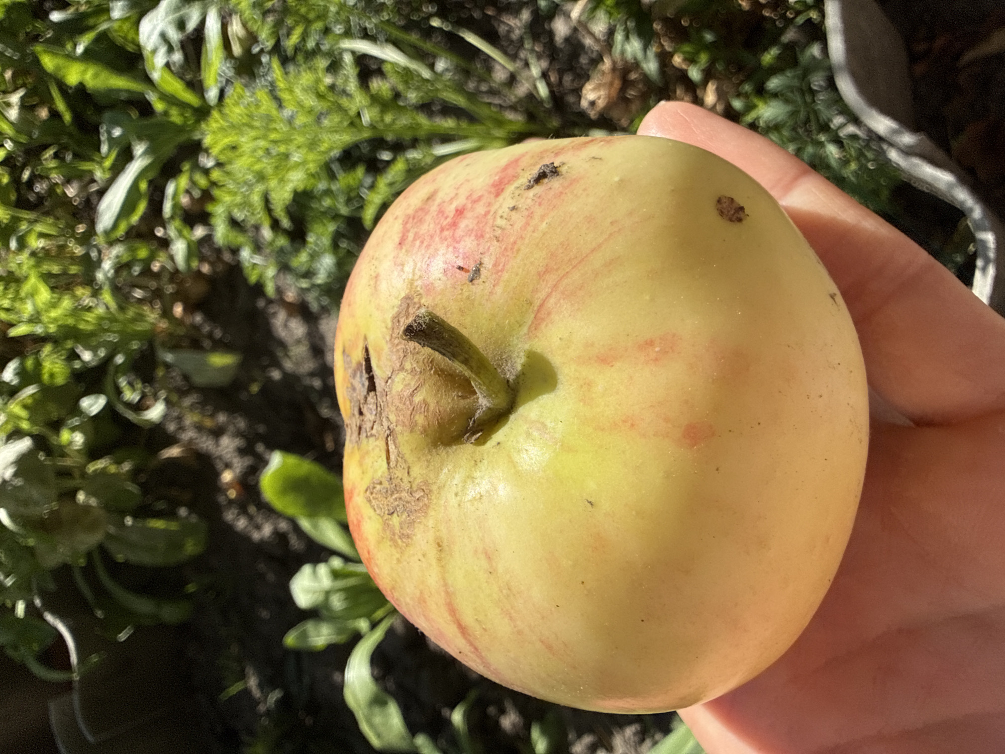 A close-up, high-angle shot shows a person's hand holding a partially green and red apple. The apple has a small stem and visible blemishes on its skin. The background is out of focus and shows lush green foliage, suggesting an outdoor garden setting in Zheleznogorsk, Russia. The lighting indicates it is a sunny day.