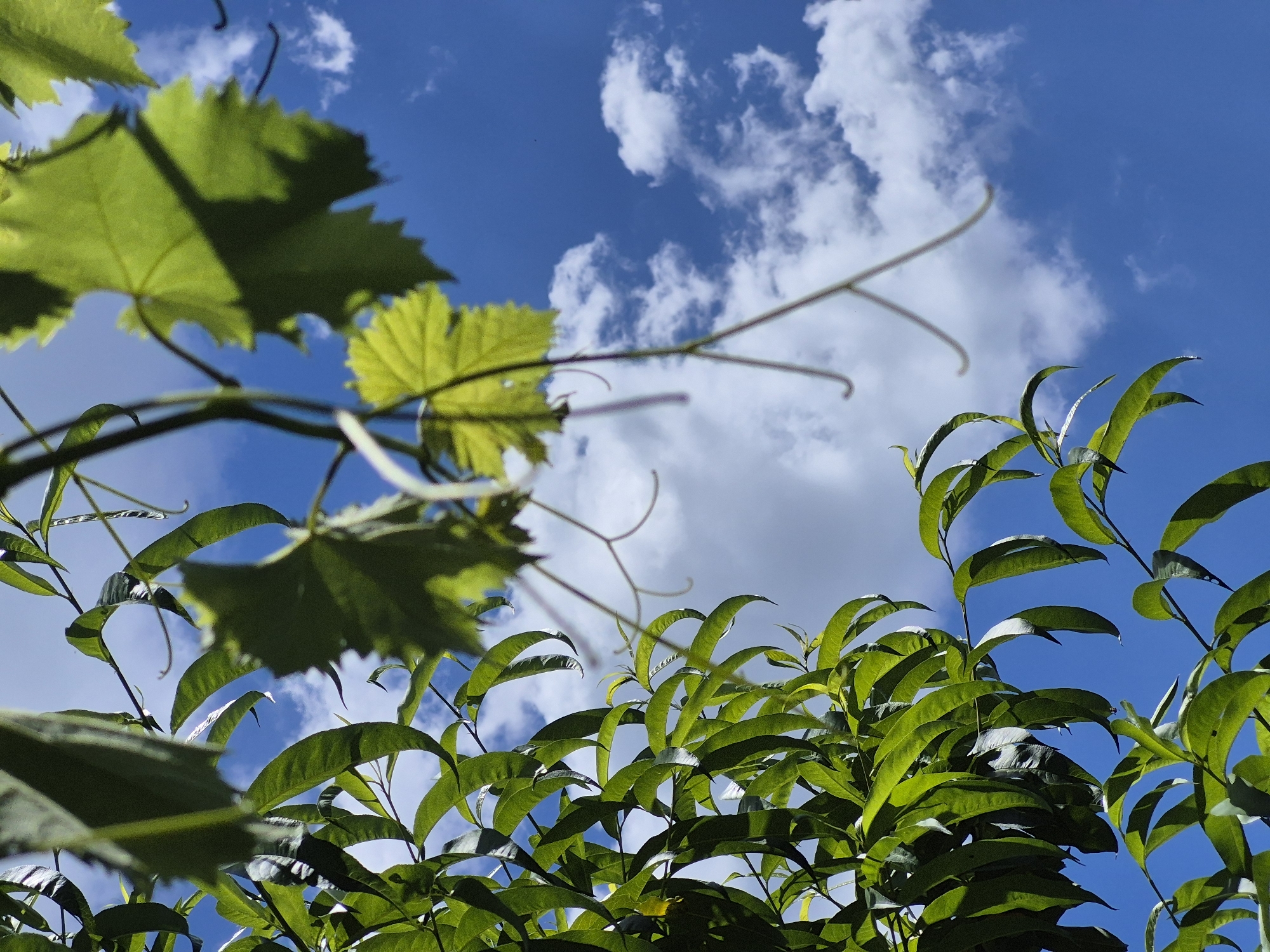 This is a close-up, low-angle shot of lush green foliage against a bright blue sky dotted with white clouds. The leaves are vibrant and appear healthy, with some catching the sunlight and showing a glossy sheen. The branches of the plants extend upwards and into the frame, suggesting they are growing from the ground or a structure below. The perspective is looking up through the leaves, creating a sense of looking out from within the greenery. The environment appears to be outdoors, likely in a natural or garden setting. There are no people or animals visible in the image. The scene is devoid of any man-made structures or urban elements, indicating a focus on the natural beauty of the plants and sky. The image was captured in Kardam, Bulgaria, suggesting a possible connection to the local flora and typical weather conditions for the region.