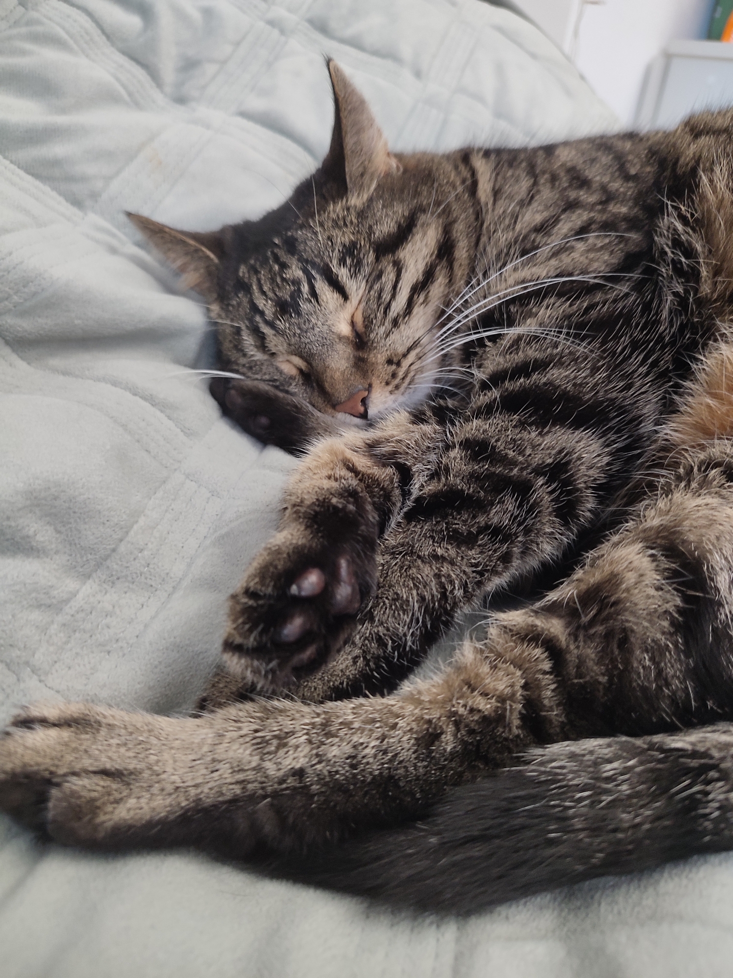 A tabby cat sleeps peacefully on a light blue blanket. The cat is curled up, with its paws tucked in and its head resting on its body. Its fur is a mixture of brown, black, and gray stripes. The blanket appears to be soft and textured, with a subtle quilted pattern. The background is out of focus, but suggests an indoor setting. There is no indication of the location in Murino, Russia, or any other specific geographical details.