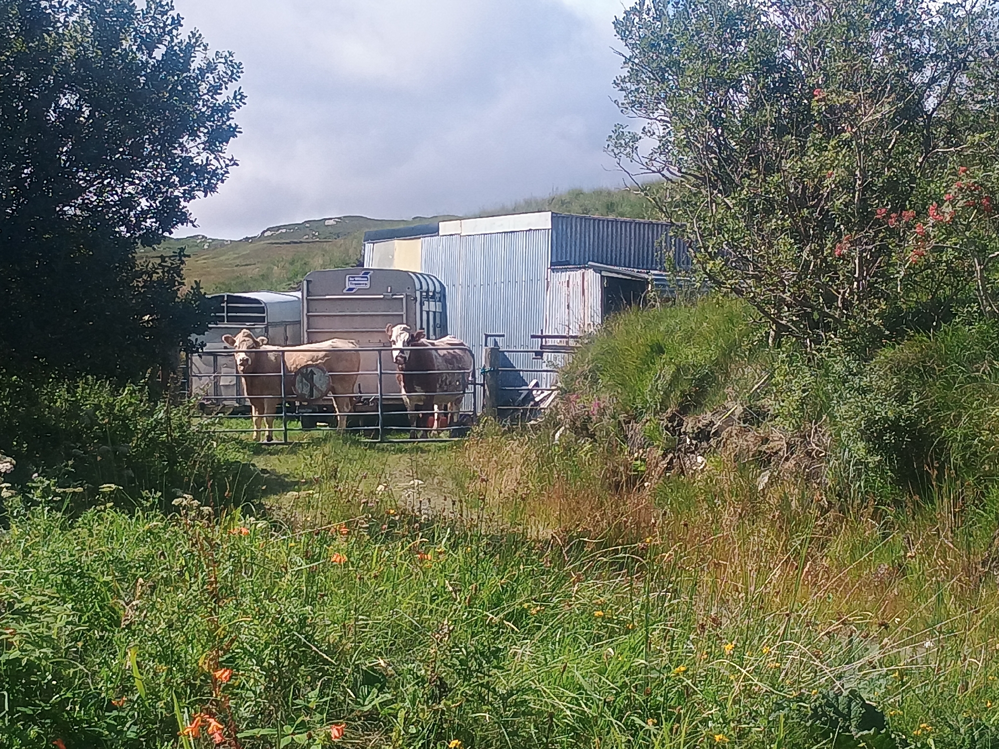 Two cows stand behind a metal fence in a rural setting. One cow is facing the viewer and the other is facing to the right. A corrugated metal building is behind the cows. The area is surrounded by grass and trees. The sky is cloudy.