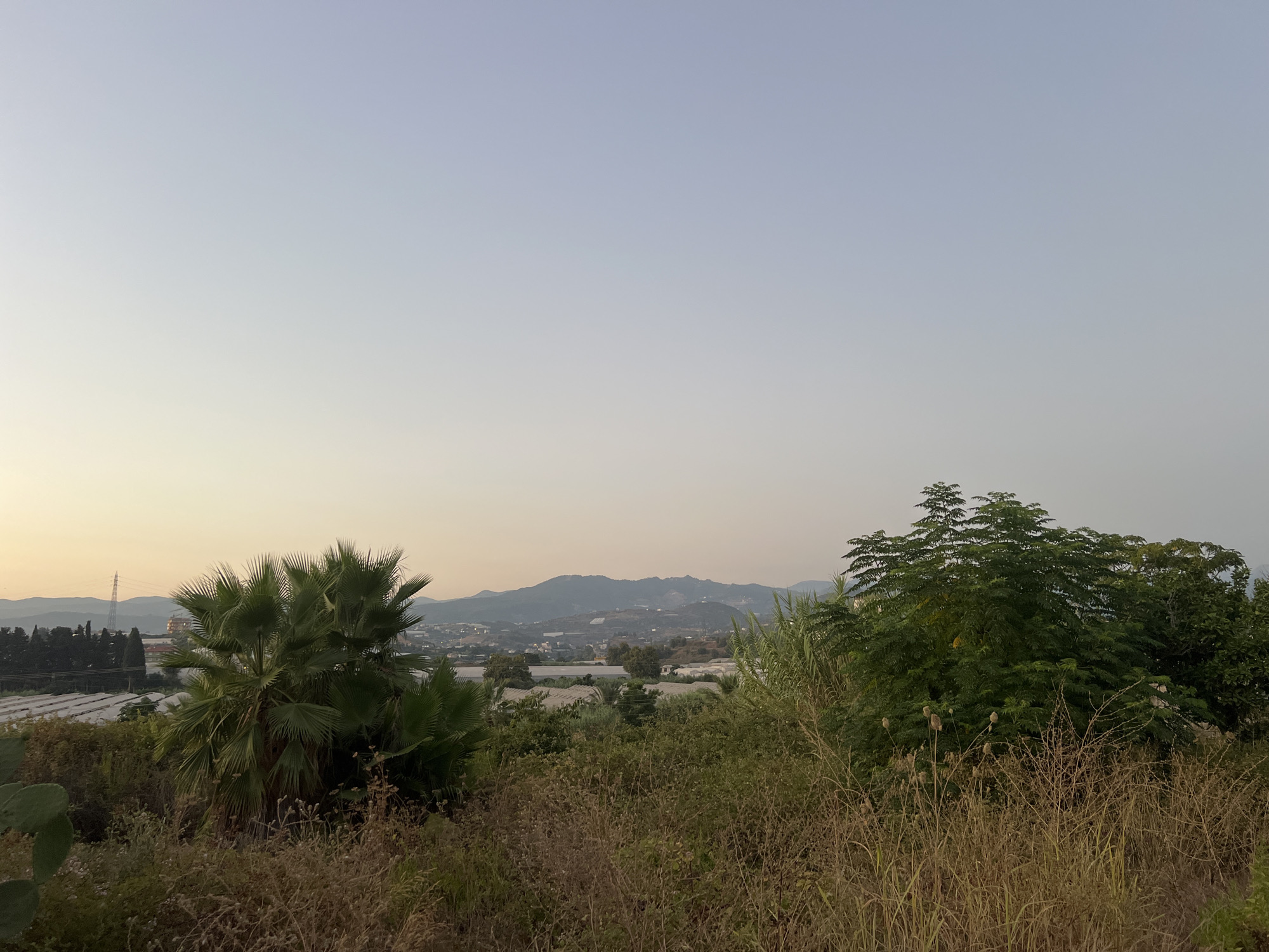 This is a photograph taken from an elevated vantage point overlooking a valley in Alanya, Turkey. In the foreground, there is dry, tall grass and various types of vegetation including a cactus plant on the left. Dominating the mid-ground are lush green palm trees and a dense cluster of leafy green trees. Beyond the vegetation, the landscape opens up to reveal a valley with numerous greenhouses, characteristic of agricultural areas in Alanya. In the distance, a town or city is visible nestled at the foot of rolling, blue-hued mountains. A tall electricity pylon with wires is prominent on the left side of the frame, and a distant industrial structure with a large, circular feature is also visible. The sky is clear and shows a gradient of pale blue to a very light yellow near the horizon, suggesting it is either early morning or late evening. There are no people or animals present in the image.